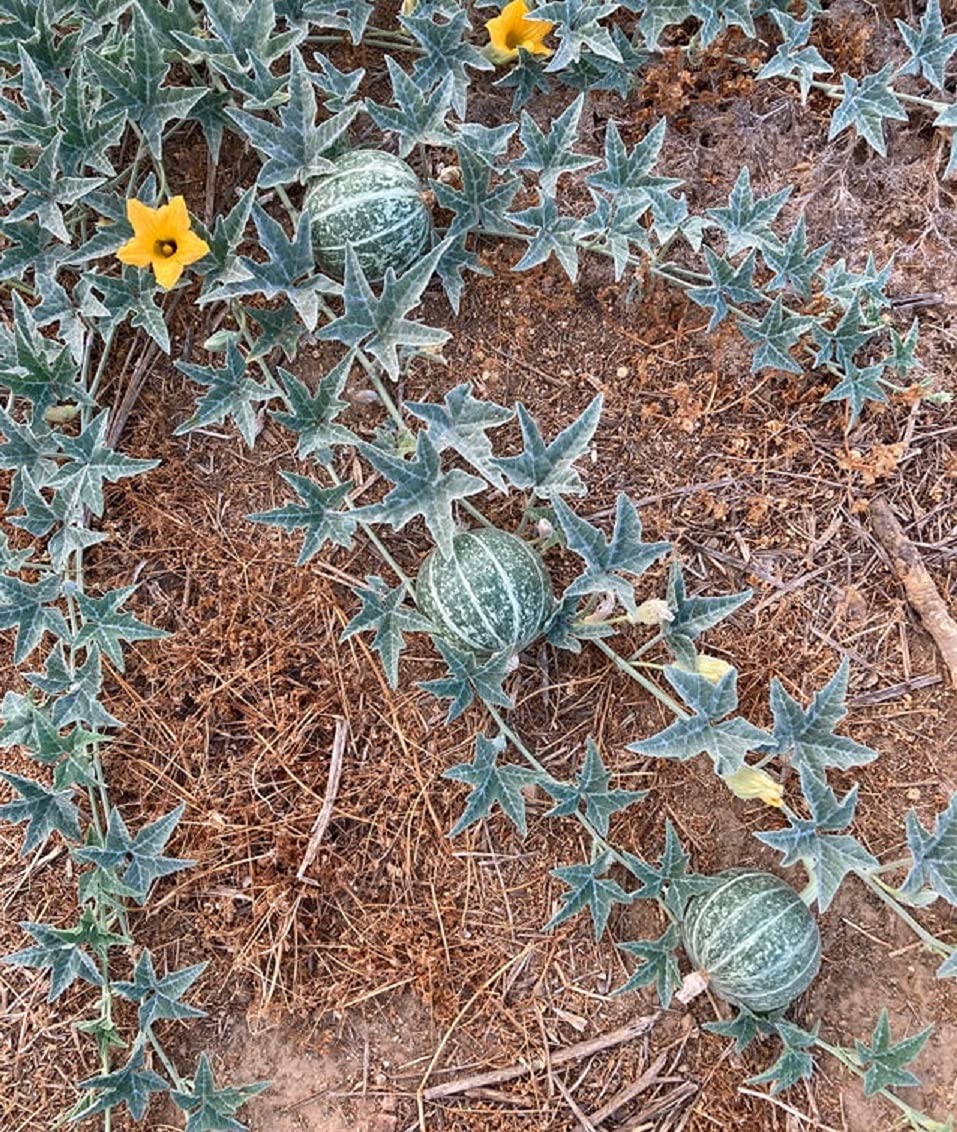 10 Rare Silver Fox Melon Seeds - Bright Striped Melon, Compact Vines - 60-70 Days till Ripe - Grows in Shade or Full Sun
