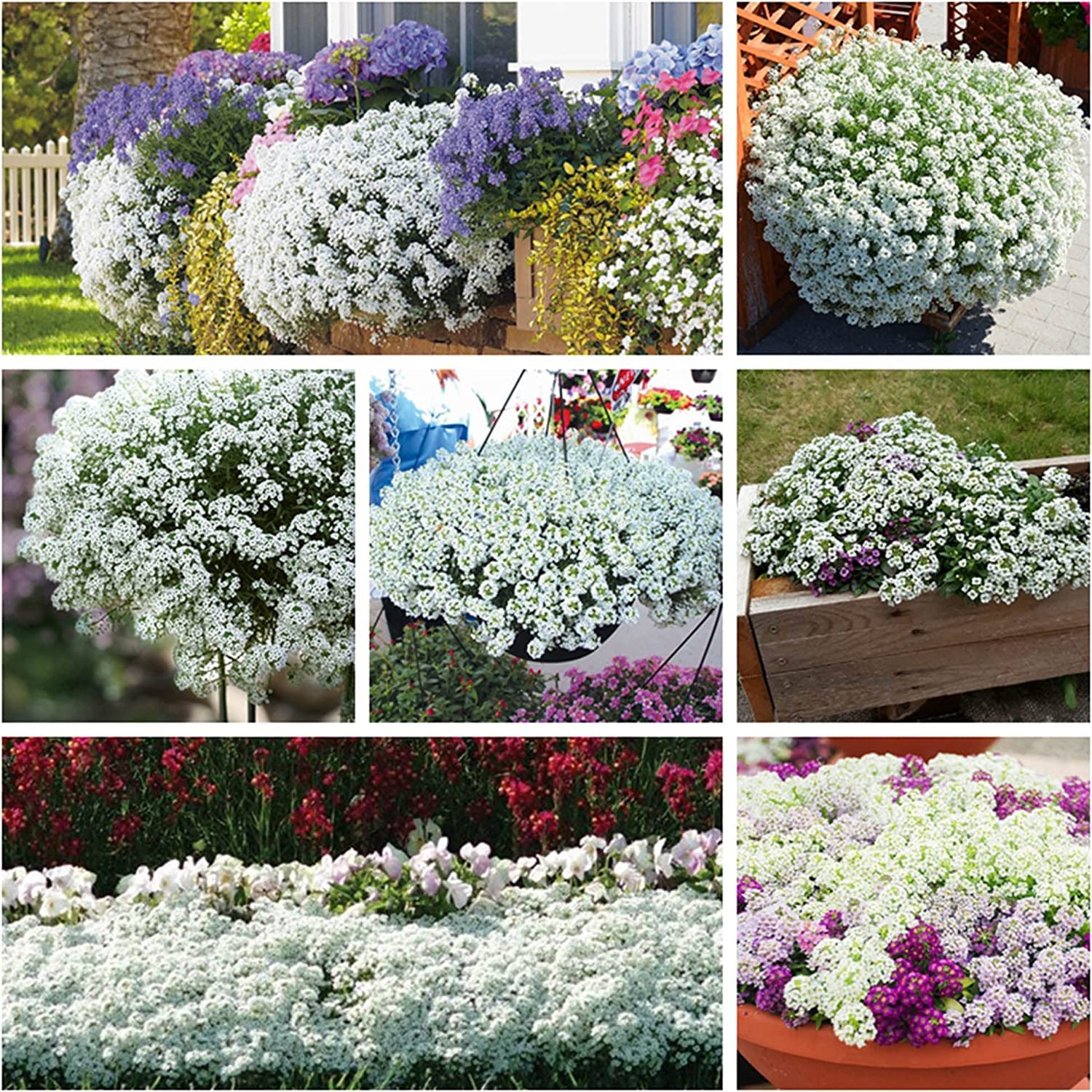 White Alyssum Clover Seeds for Planting - Creeping Ground Cover, Carpet of Snow, White Thyme - Lobularia maritima
