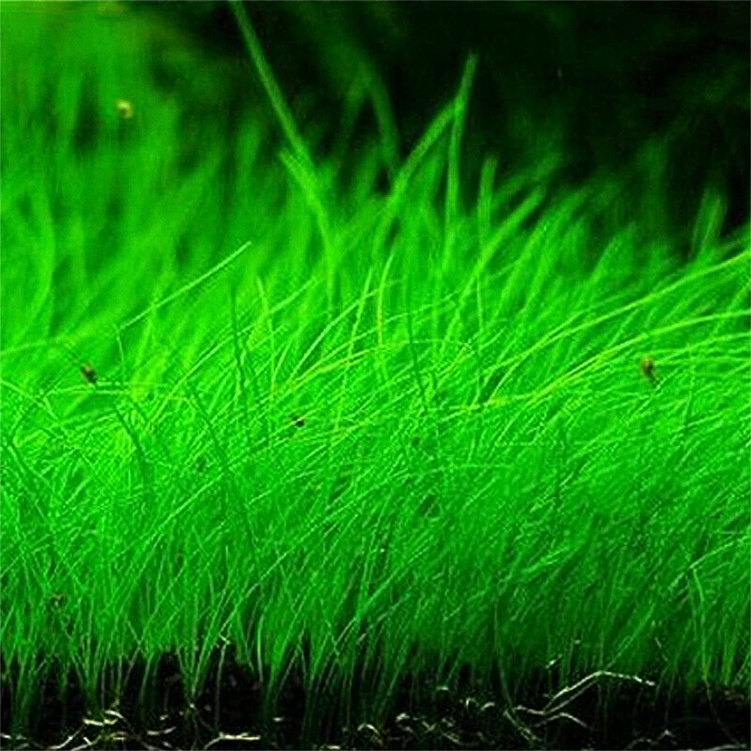 zellajake Aquarium Grass Plants Seeds Mini Hairy Grass Seeds 10G Fish Tank Aquarium Plant Aquatic Water Grass Plant Seeds Easy Grow