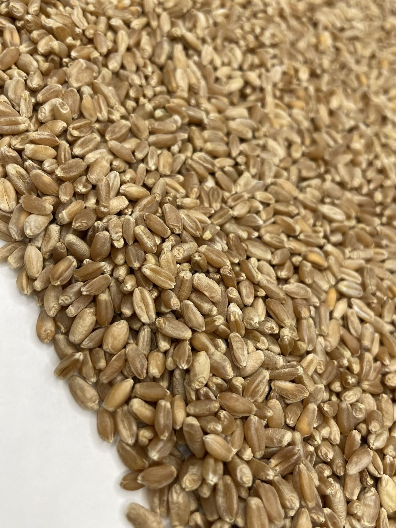 Executive Deals All Organic Hard Red Wheat Berries, Non-GMO & USDA Certified - 5 Pounds (Double-Sealed)