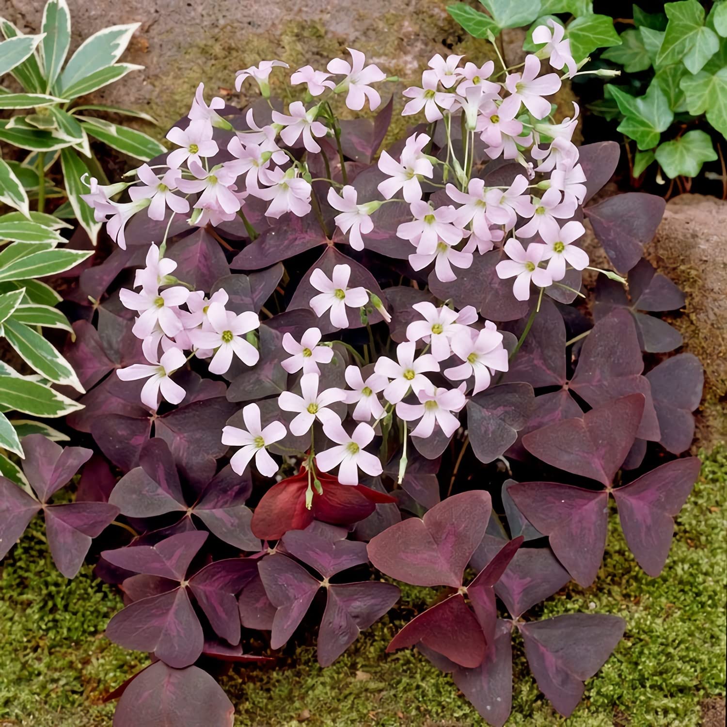 10 Pcs Purple Shamrock Bulbs Seeds Oxalis Triangularis Organic Bulbs Plants Seeds for Planting Home Garden Seeds,for Growing Seeds in The Garden