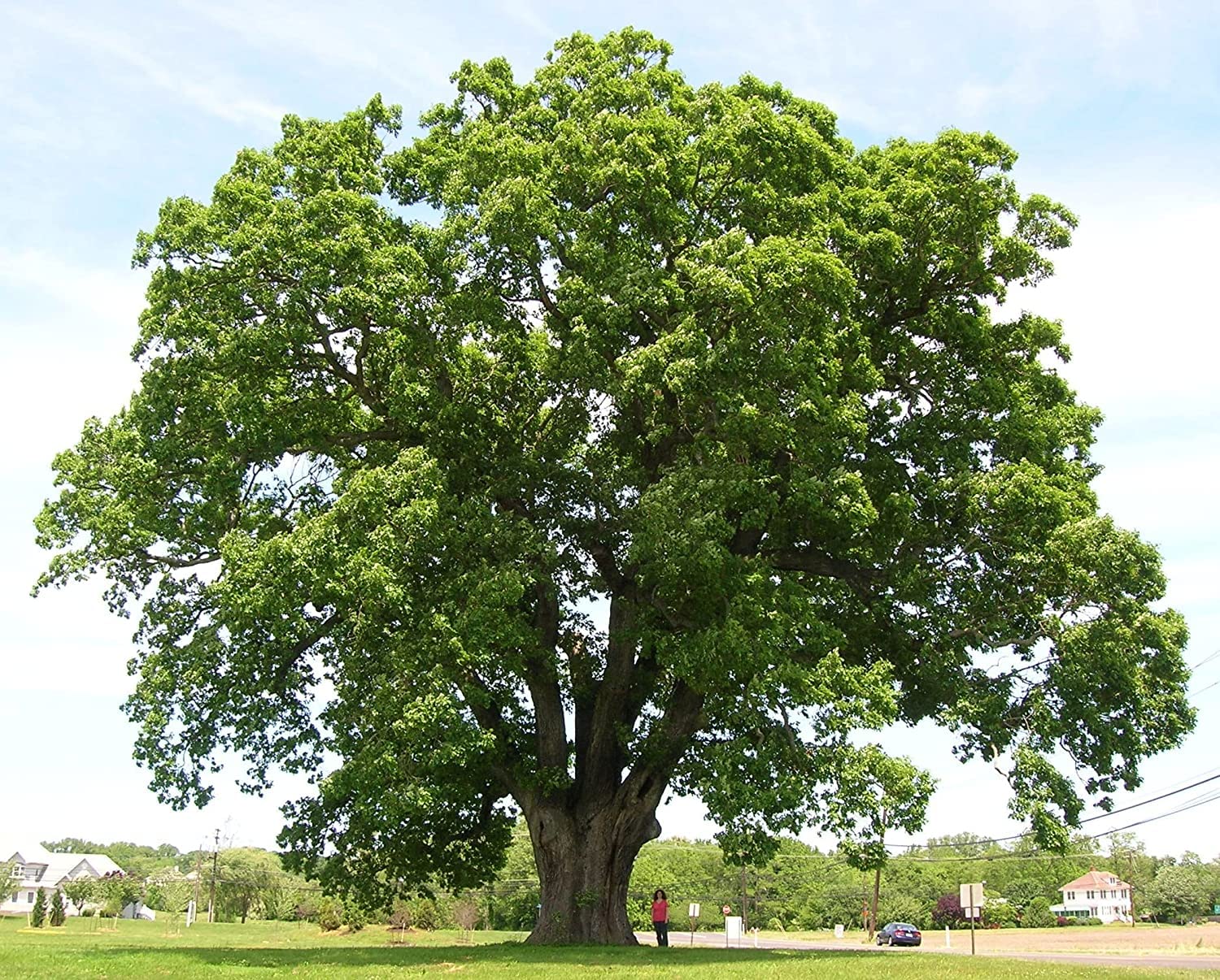 White Oak Trees for Planting | Live Tree Seedlings | No Ship to California
