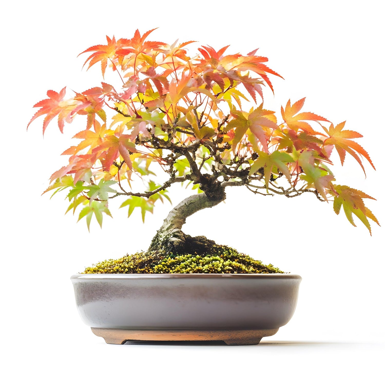 Trident Maple Bonsai Seeds - 30 Pcs.