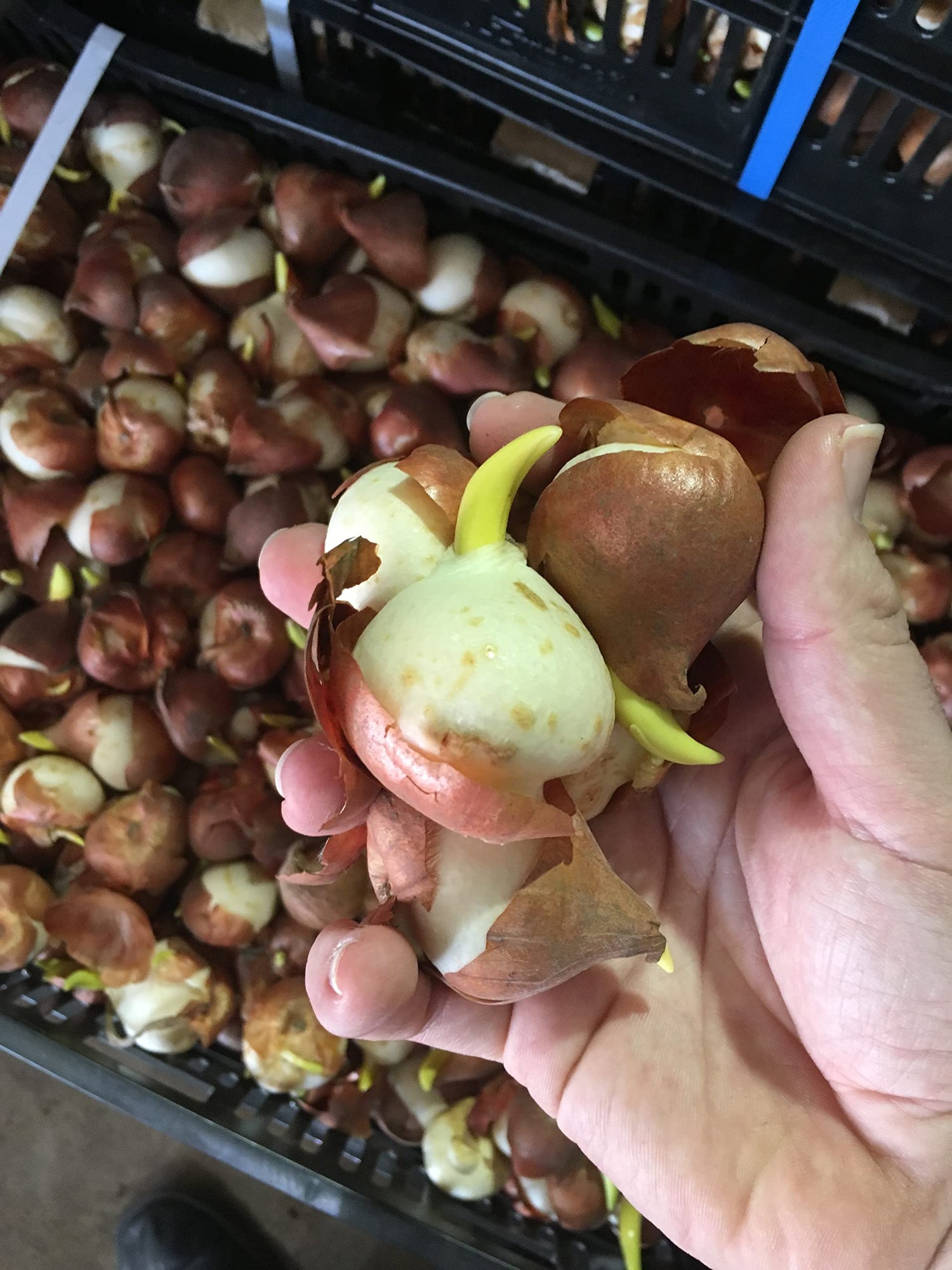 10 Rembrandt Mix Tulip Bulbs - Tulipa Parrot