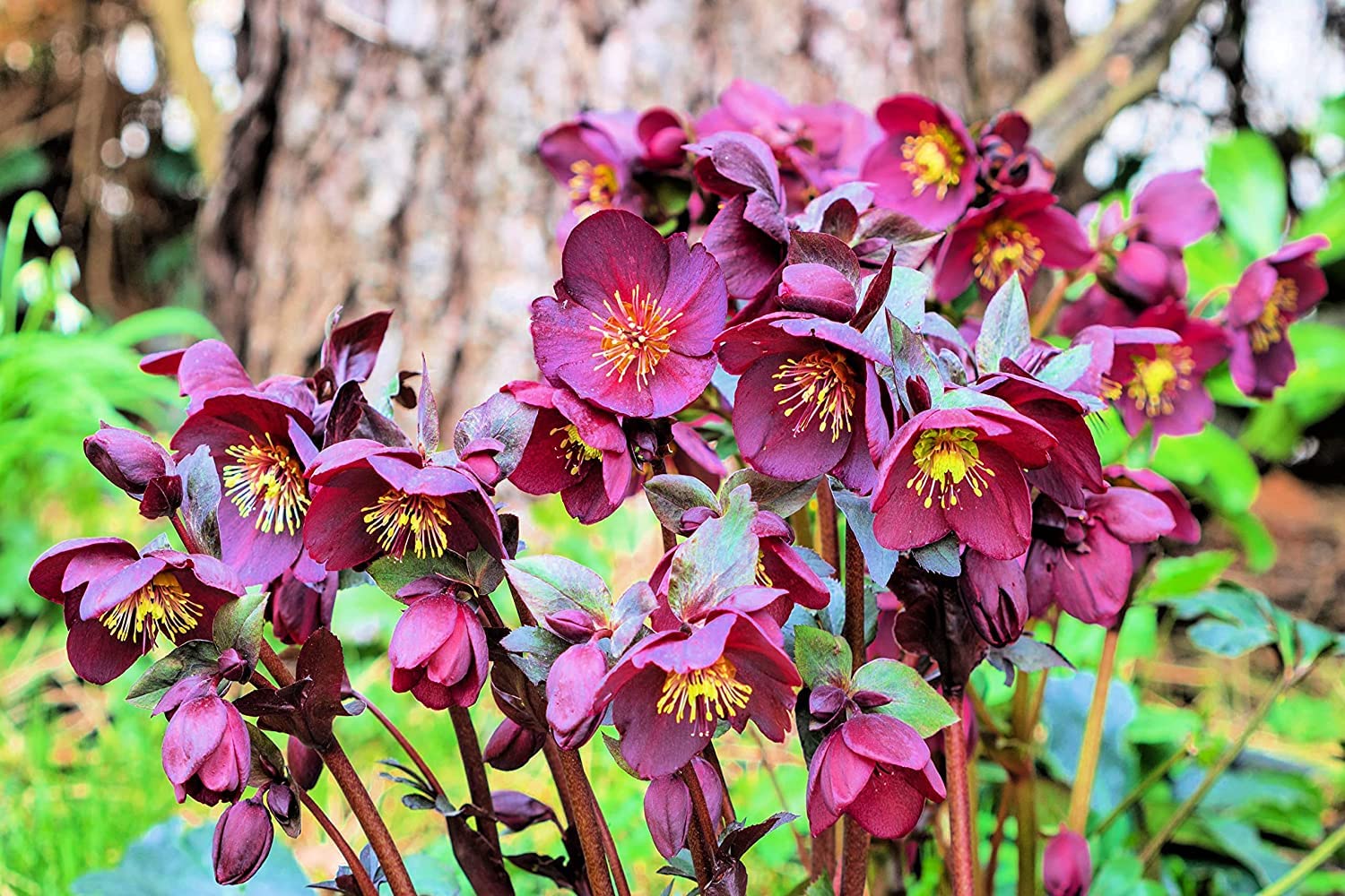 10 Lenten Rose Seeds for Planting - Helleborus orientalis - Rare Flower
