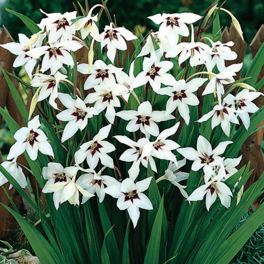 acidanthera murielae Fragrant Gladiolus, 20 Bulb, A Trouble-Free Summer Bulb