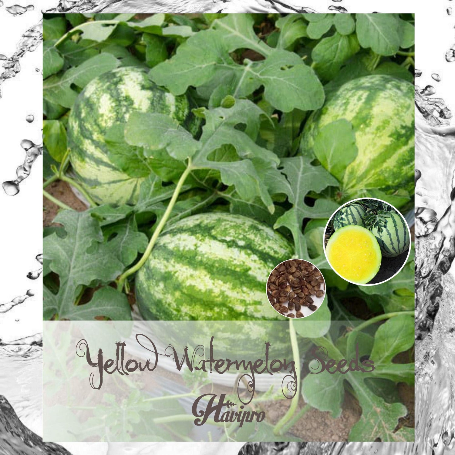 ALEXI Watermelon Seeds - Yellow Watermelon Seeds for Planting Outdoors Home Garden - HIGH Yield - HIGH Sweetness - Thin Skin - Early RIPENING - Non GMO (30)
