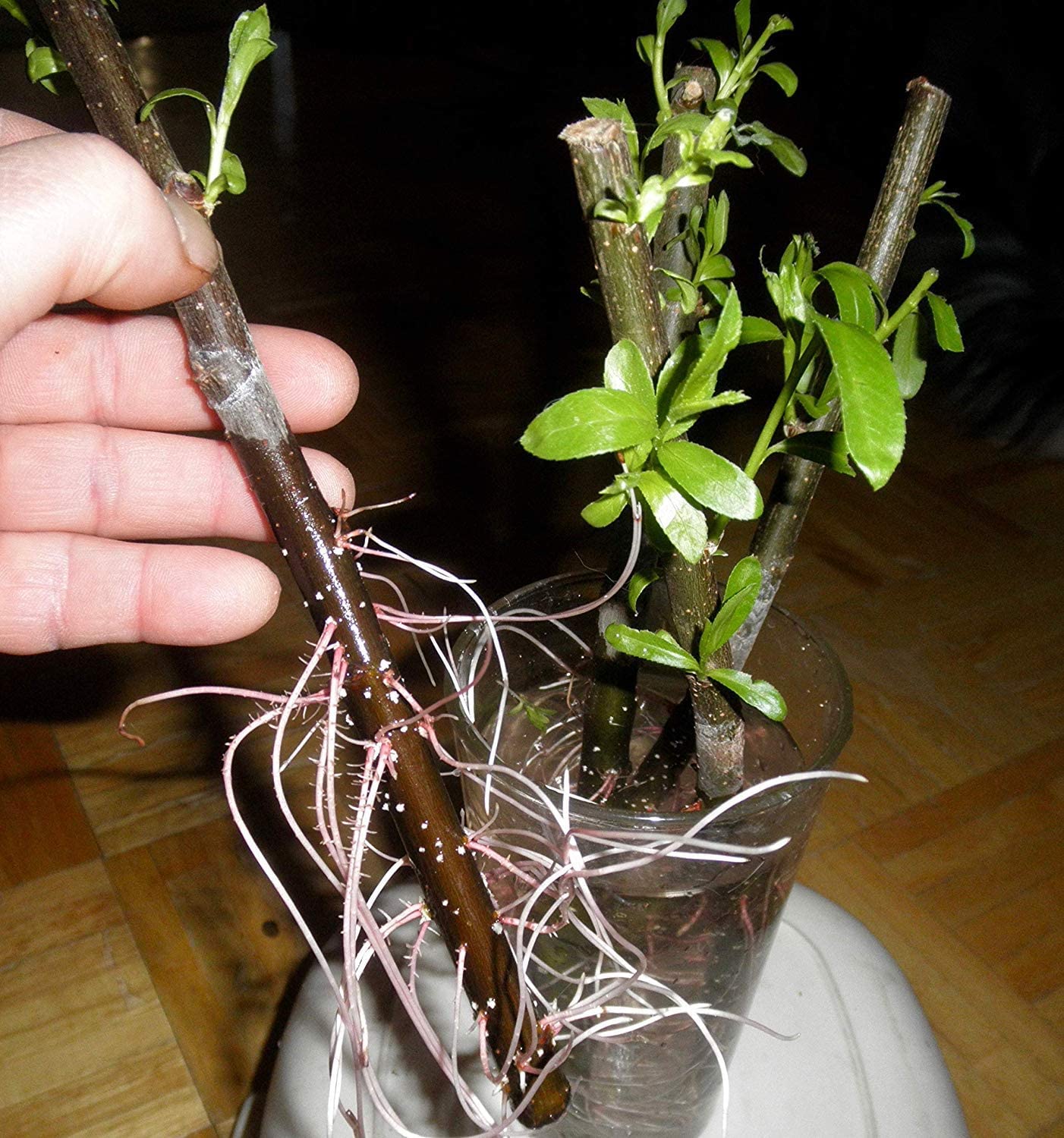 Thin Hybrid Willow Tree Cuttings for Planting Privacy Trees - Bulk Amounts - Pencil Size or Smaller Thickness - Great for Privacy Hedge Row