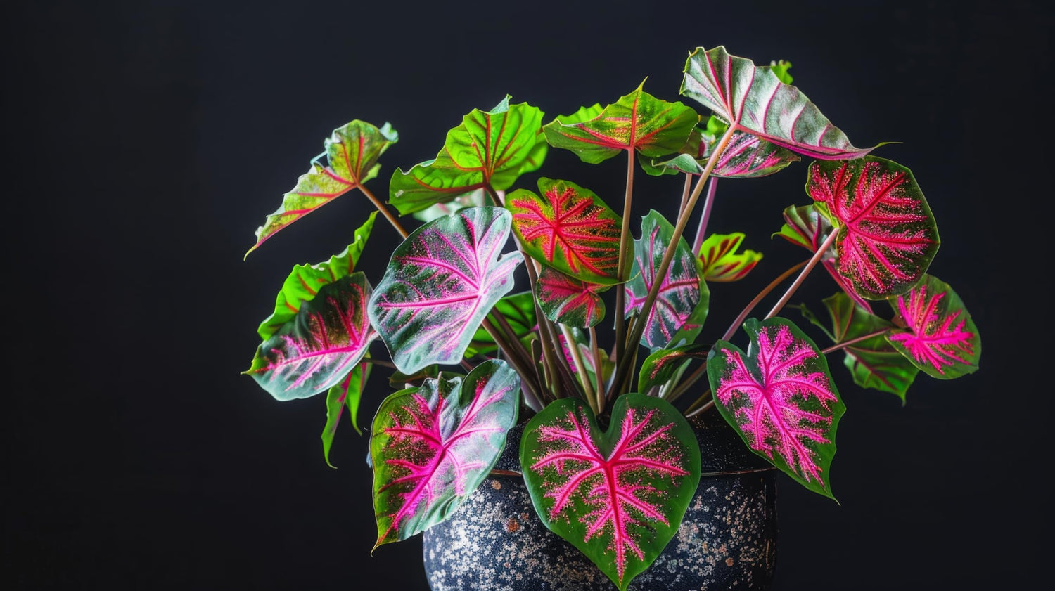 2 Pink and Green Caladium Bulbs for Planting - Perennial Hosta, Elephant Ears, Fancy - Grow 2 Plants