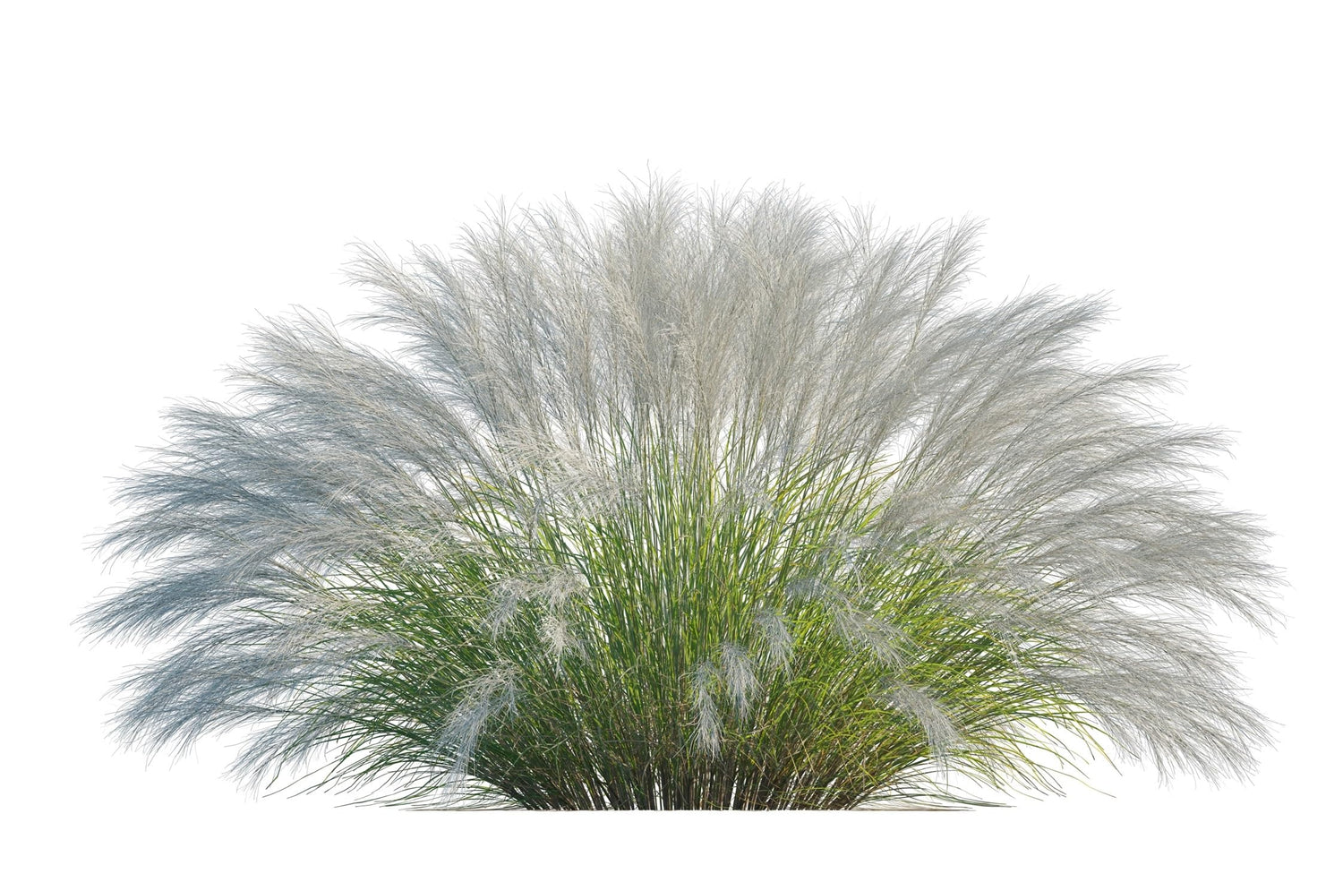 Mexican Feather Grass Seeds for Planting (50 Seeds) - Stipa tenuissima - Great for Landscaping and Garden