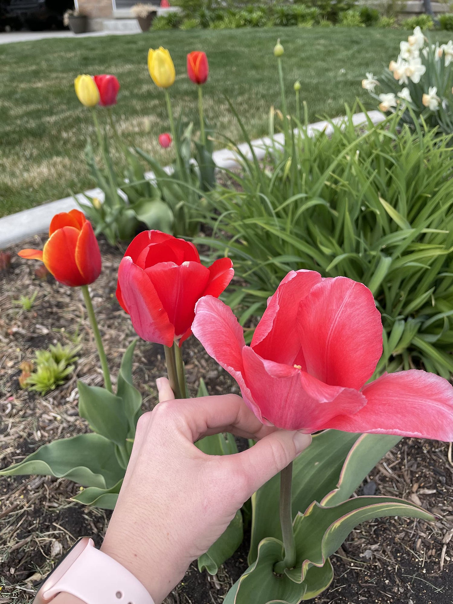 Tulip Bulbs - Landscaper Mix - 100 Bulbs, Mixed, Container Garden, Cut Flower Garden, Deer Resistant, Easy to Grow Maintain, Fragrant