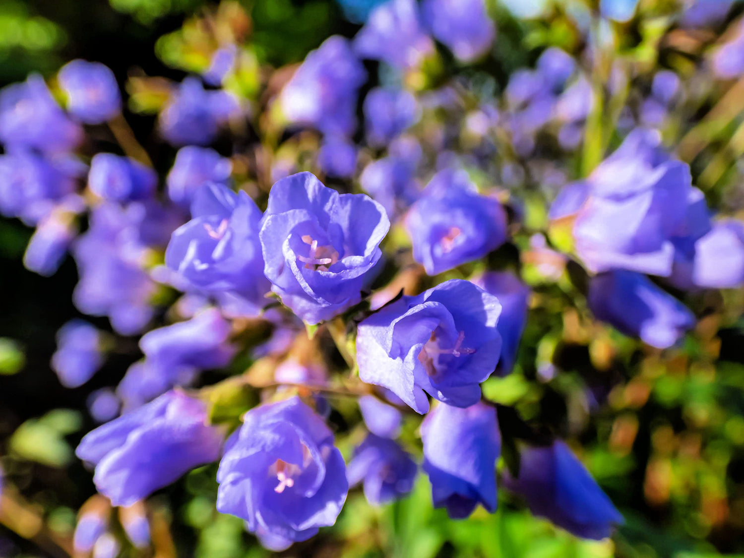 Jacob's Ladder Wildflower Seeds for Planting (50 Seeds) - Polemonium reptans - Stunning Spring Blooming Wildflower