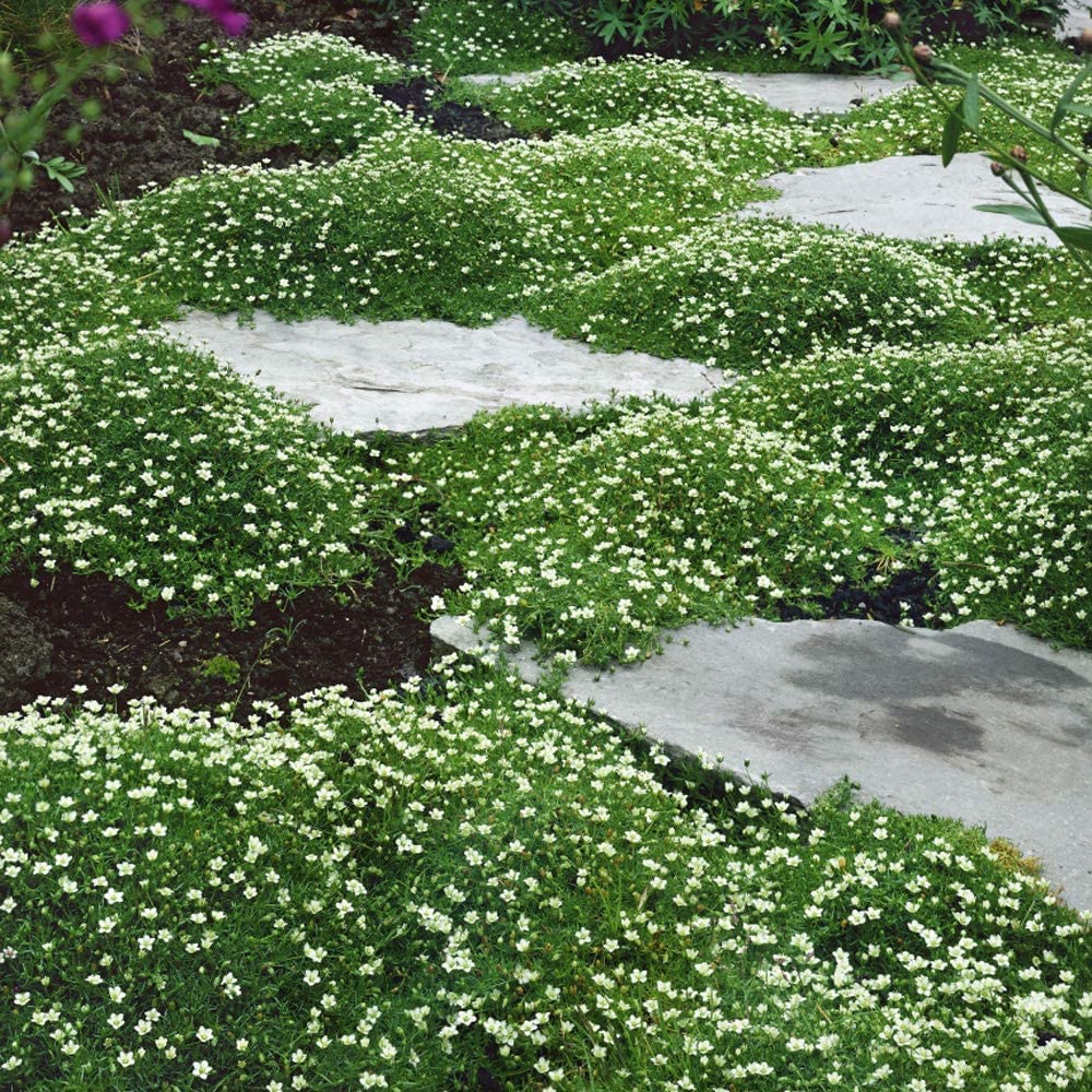 Irish Moss Seeds for Planting - Grow Stunning Ground Cover That Blooms Attractive White Flowers - Made in USA