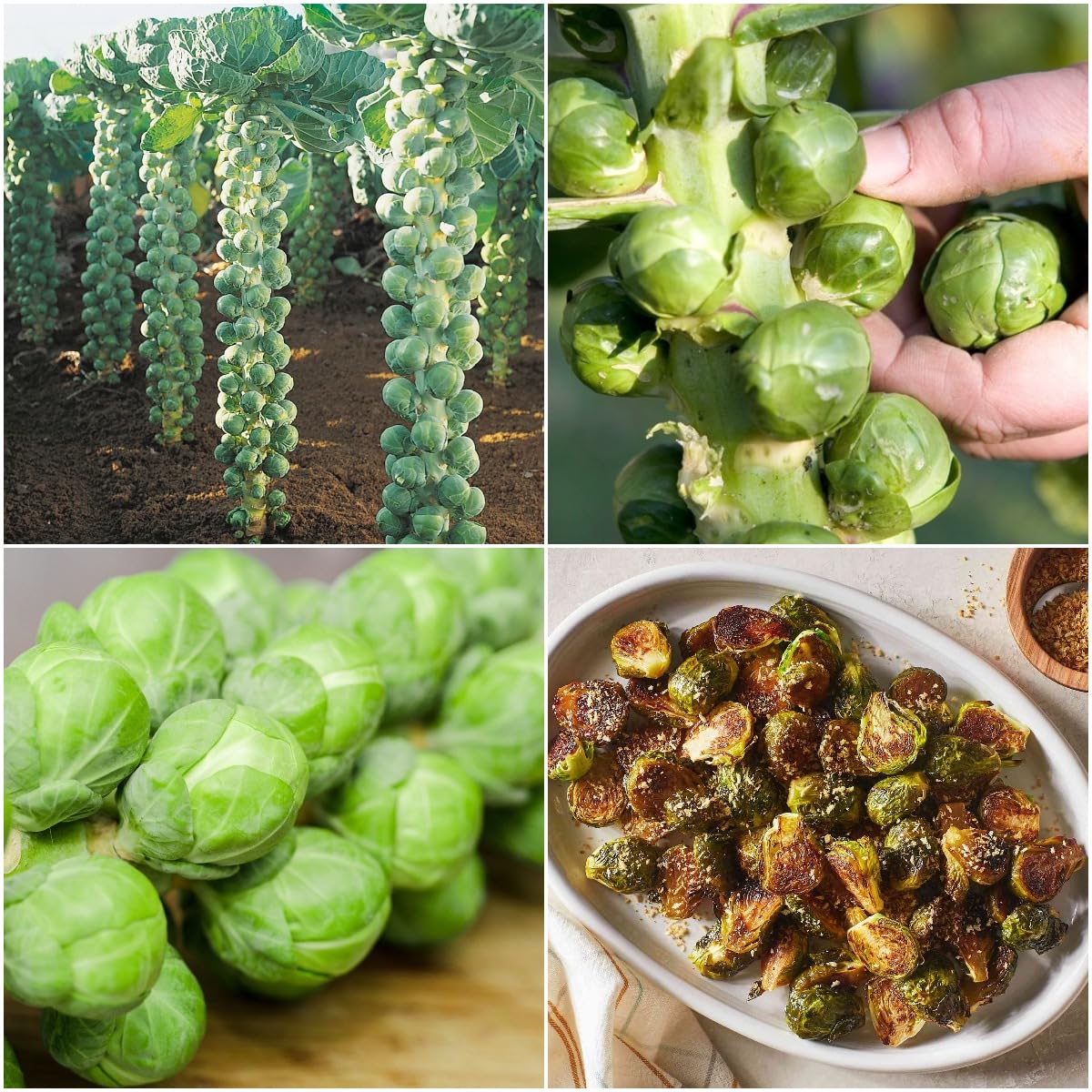 Brussell Sprouts Seeds for Growing - 50 Seeds