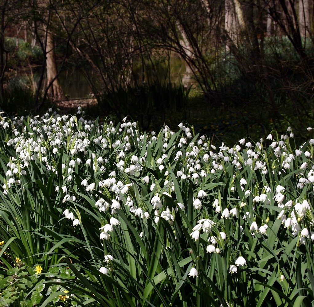 Giant Snowdrops - 8 Bulbs - Leucojum aestivum - 10/12 cm Bulbs