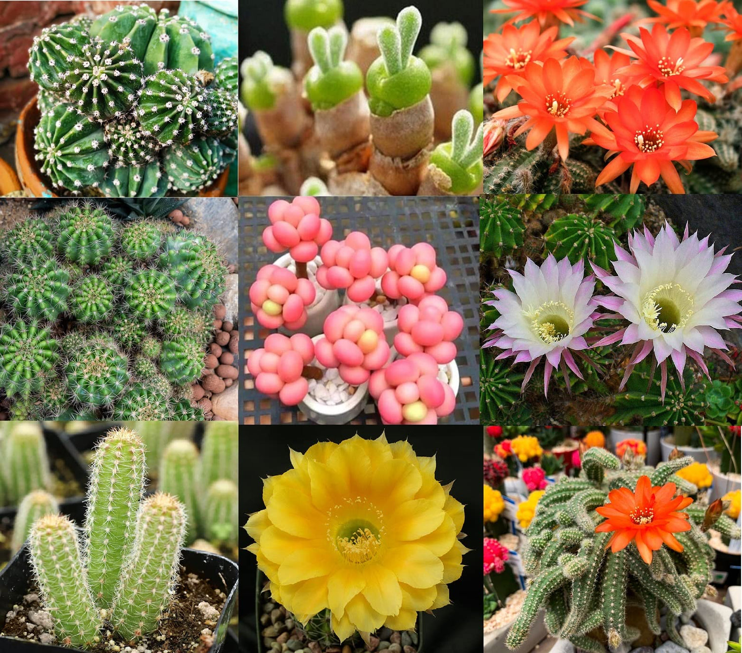 Echinopsis Cactus Species Mix - 50+ Seeds - All The Favorites! - Ships from Iowa, USA - Grow Exotic Cacti