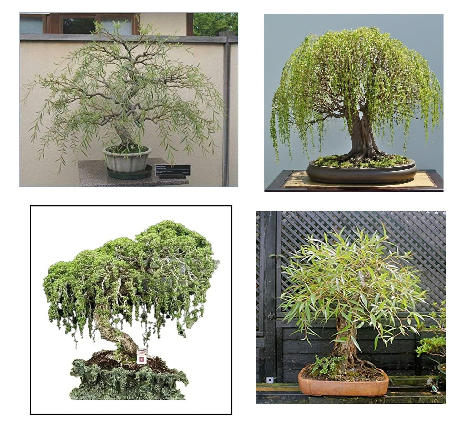 Willow Bonsai Tree Bundle - 4 Types of Exotic Willow to Bonsai - Dragon Claw, Chinese Weeping, Austraulian, Yellow Flame