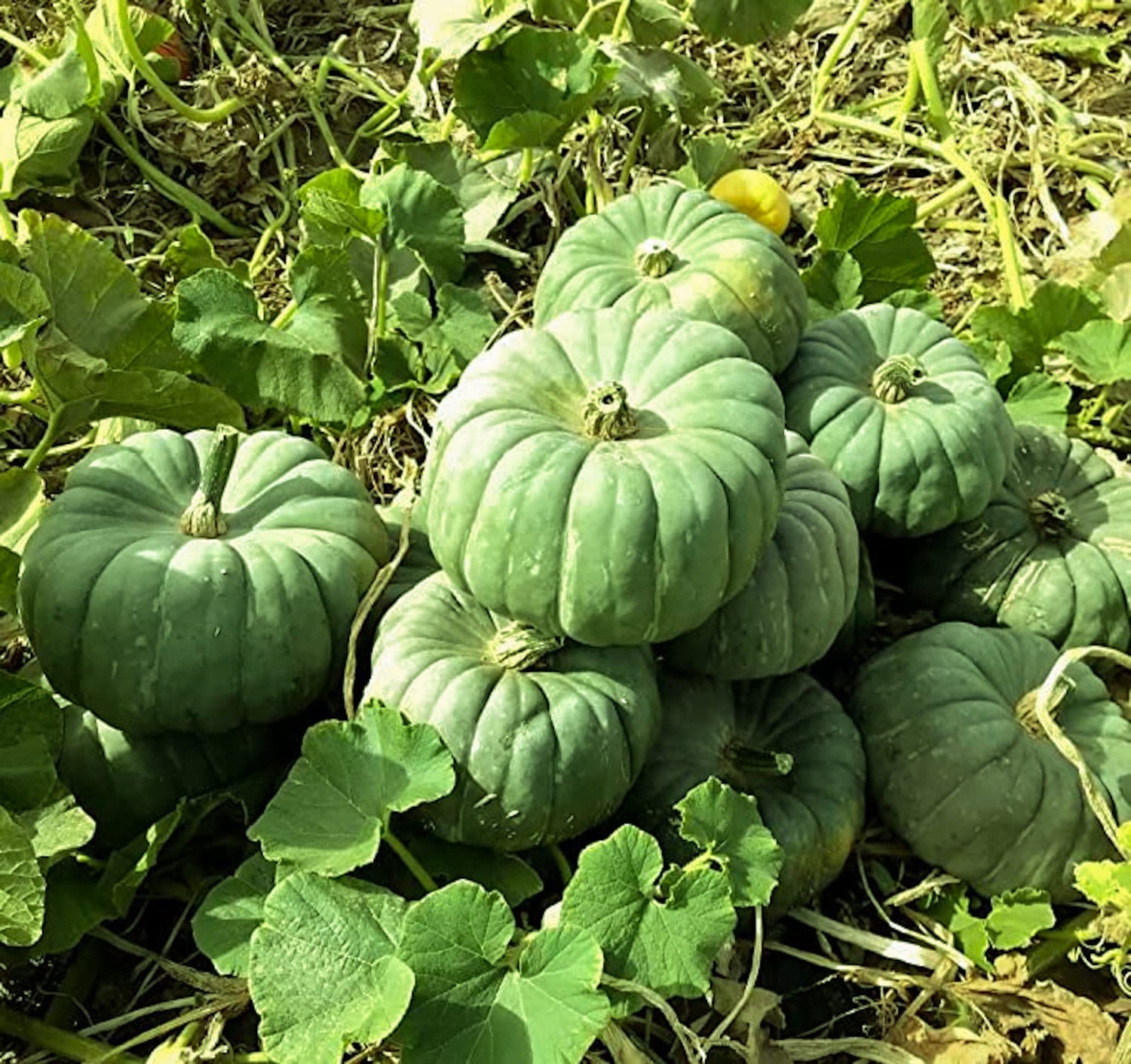 Green Jade Knight Pumpkin Seeds for Planting (10 Seeds)