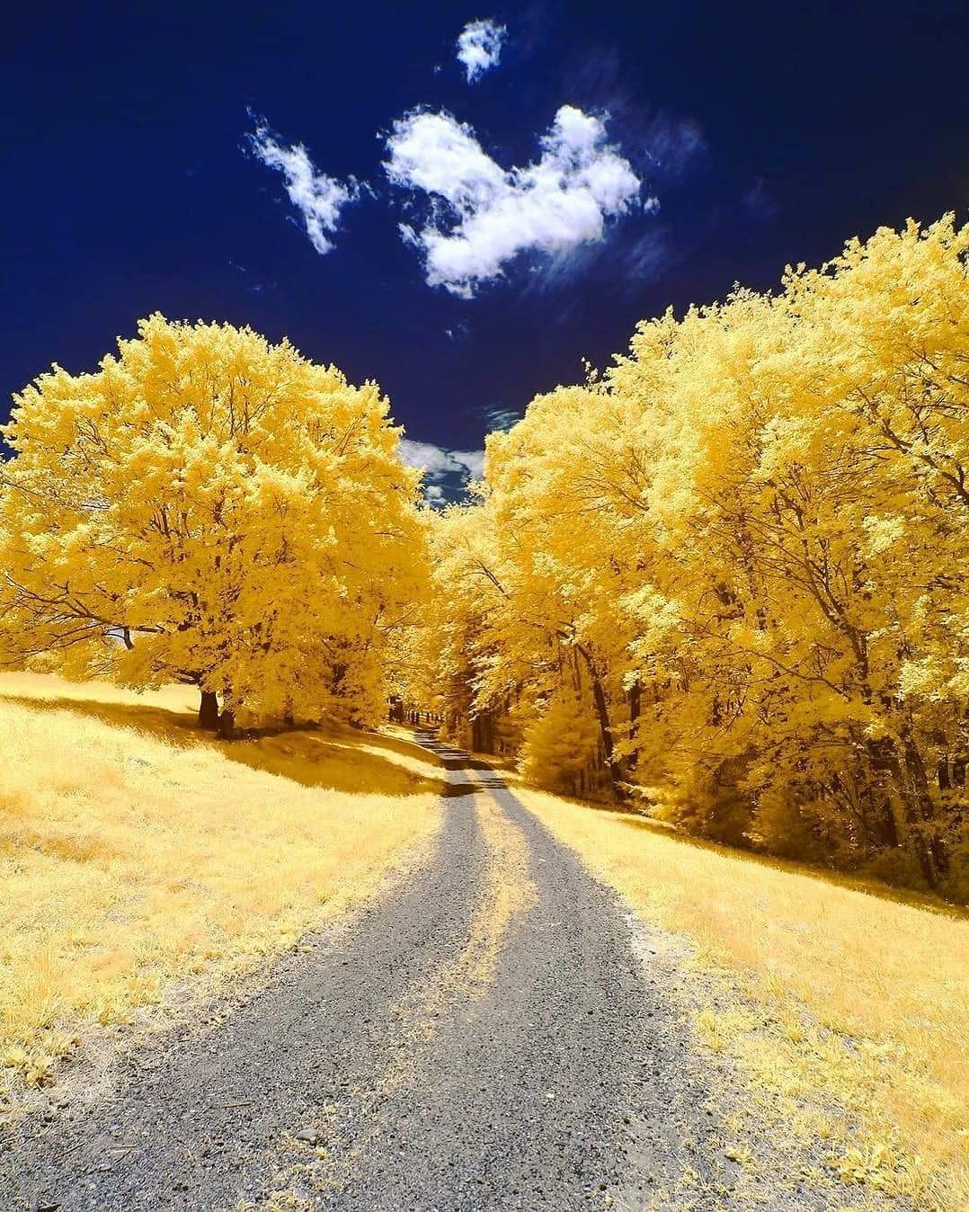 Gingko Biloba Tree Seeds to Plant - Edible Leaves Promote Memory and Vigor - Ginko Seeds