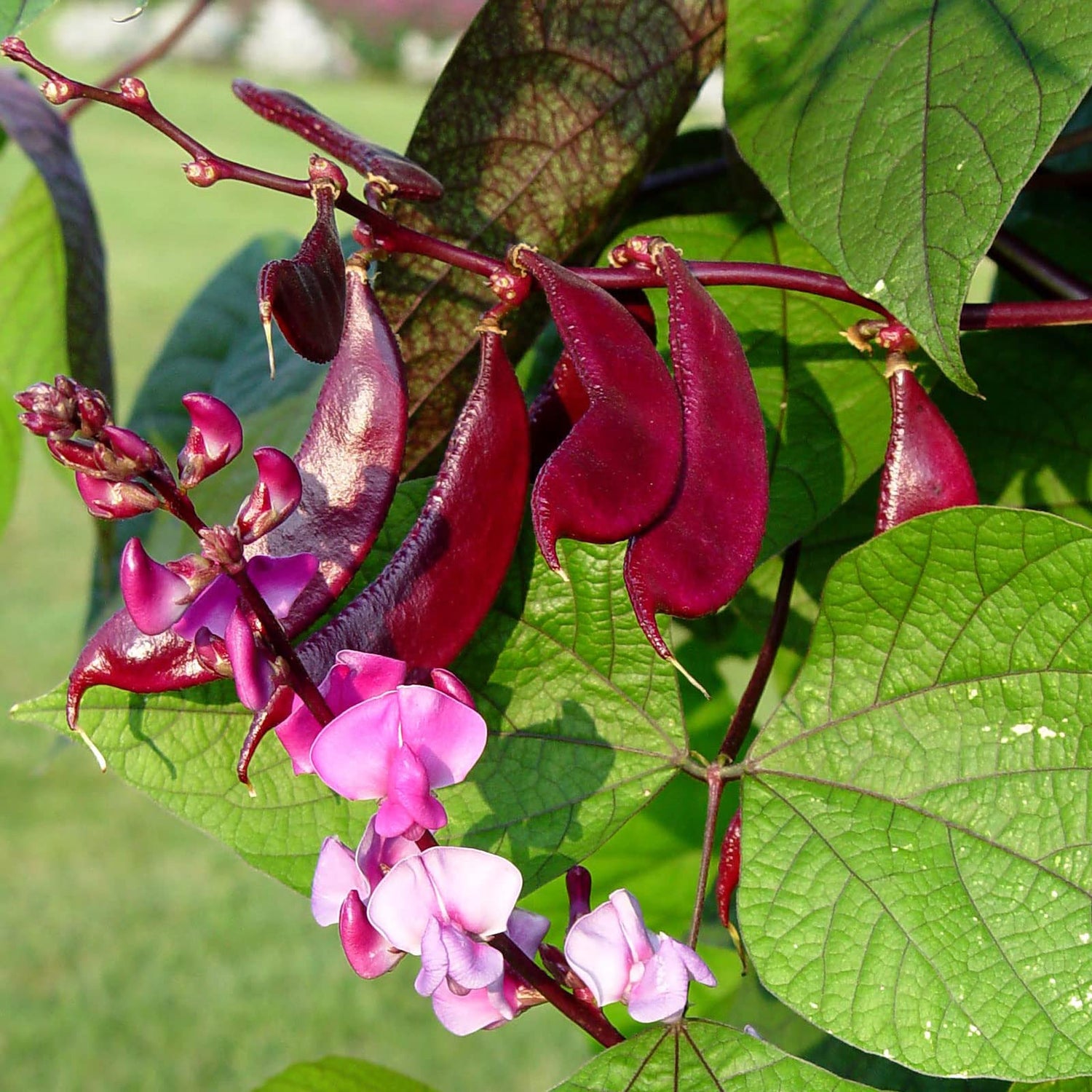 30 Pcs Non-GMO Purple Hyacinth Bean Seeds Red Leaved Plant Vine Seeds Purple Flower Lablab purpureus Vegetable Seeds