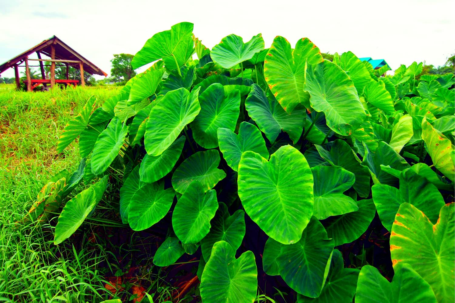 3 Elephant Ears Bulb for Planting - 2-3 Inch Wide Bulb to Grow Giant Tropical Colocasia - Made in USA