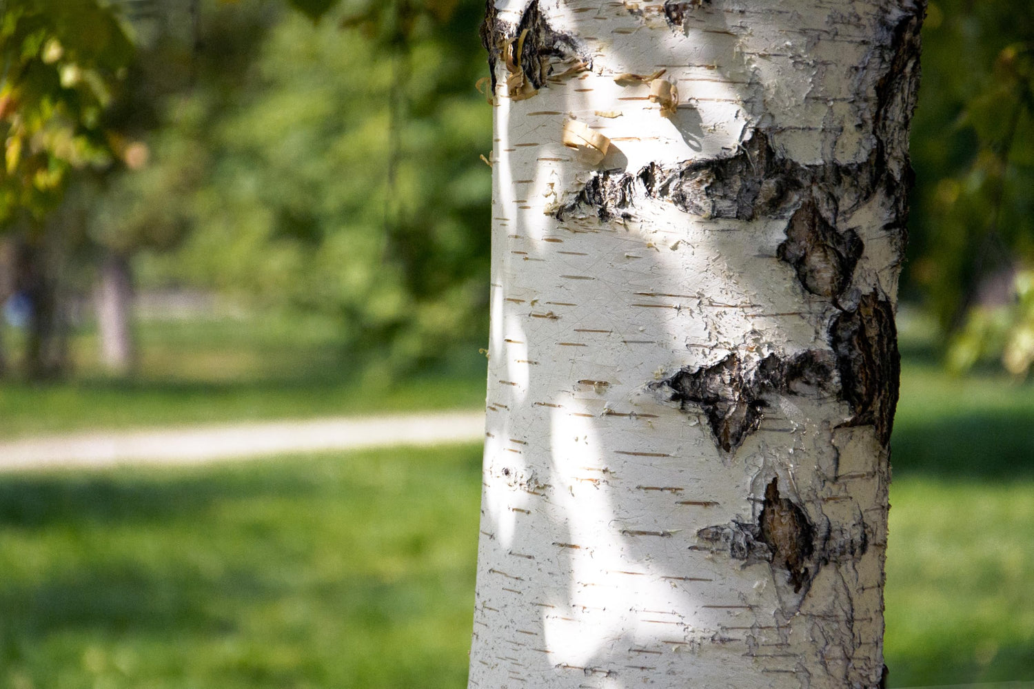 Paper Birch Tree Seedlings for Planting - Betula papyrifera - Stunning White Bark