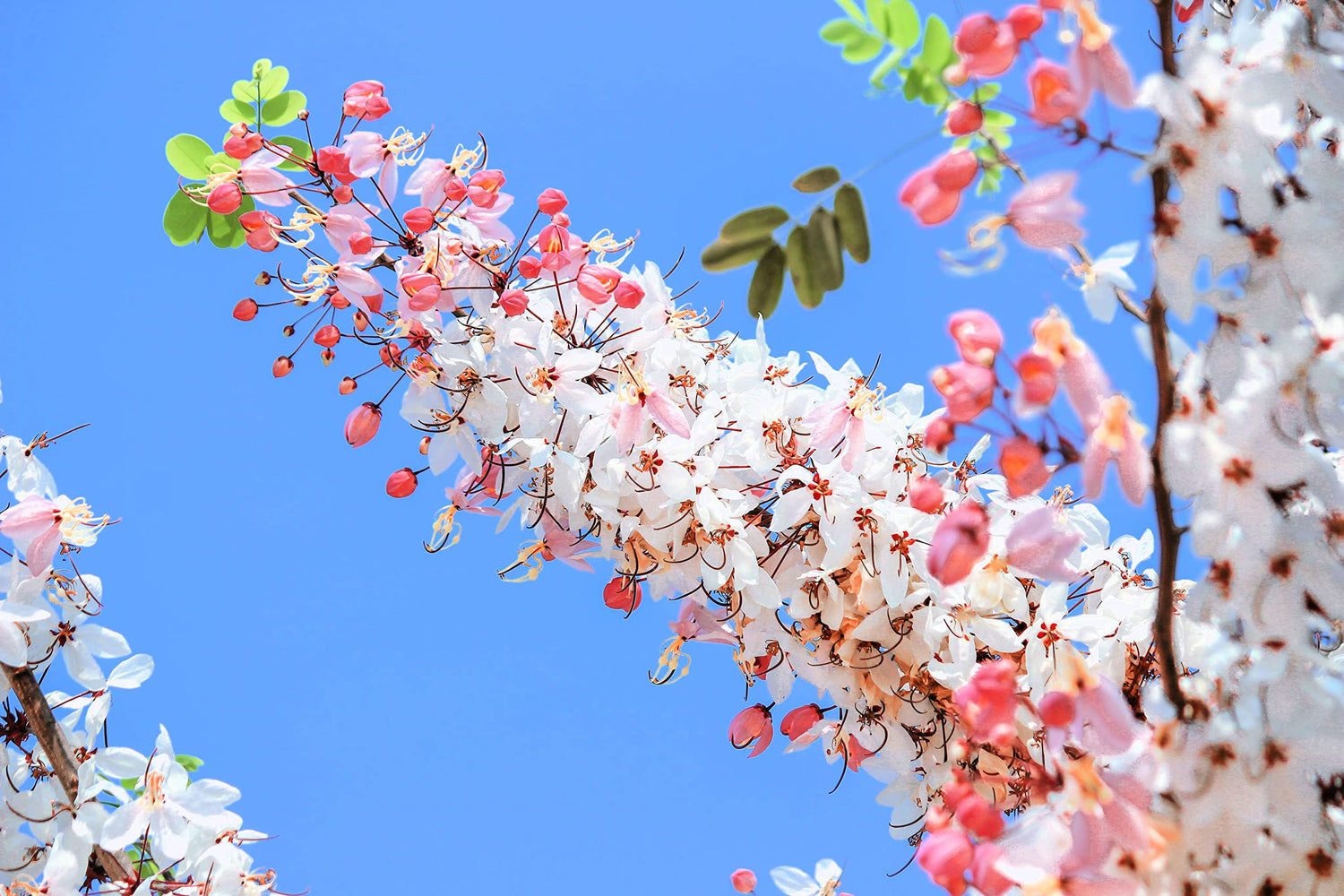 Pink Shower Tree Seeds for Planting (10 Seeds) - Cassia grandis