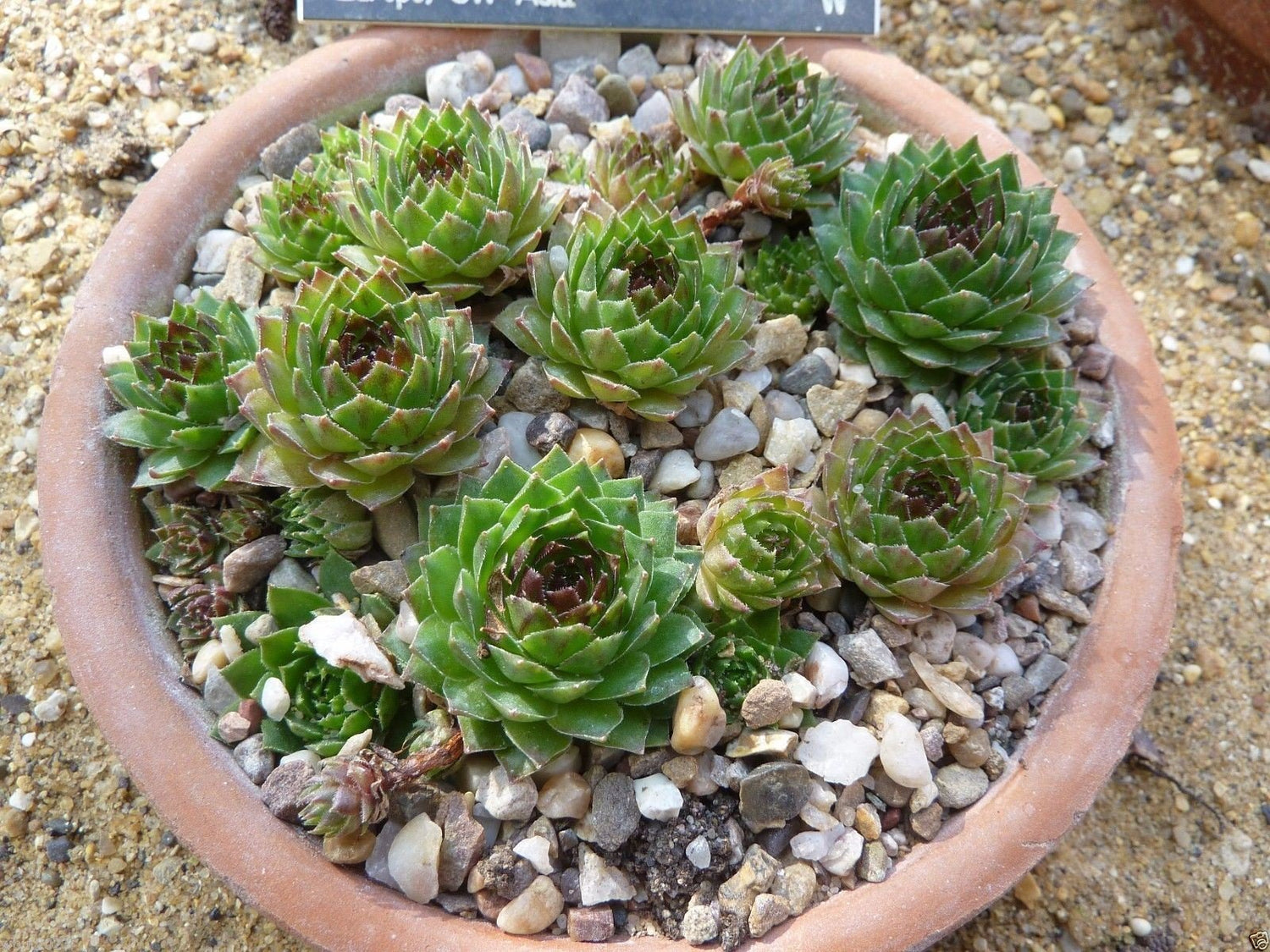 100 Sempervivum Tectorum Seeds Aka Hens and Chickens (100 Seeds) Rhs Award .