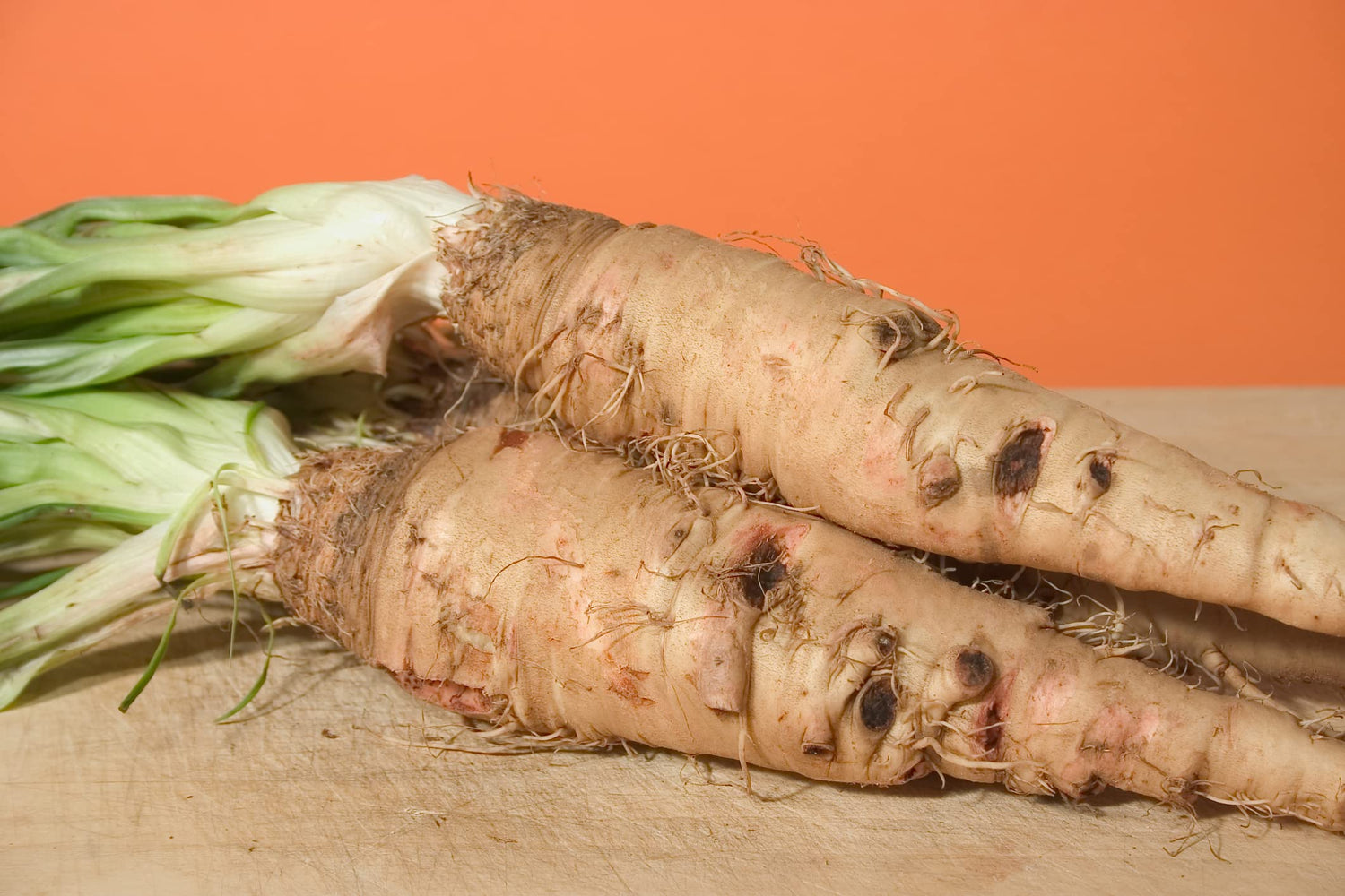 Salsify Seeds - Sandwich Island Variety (100 Seeds) - Non-GMO Root Vegetable - White Salsify, Goatsbeard, Vegetable Oyster