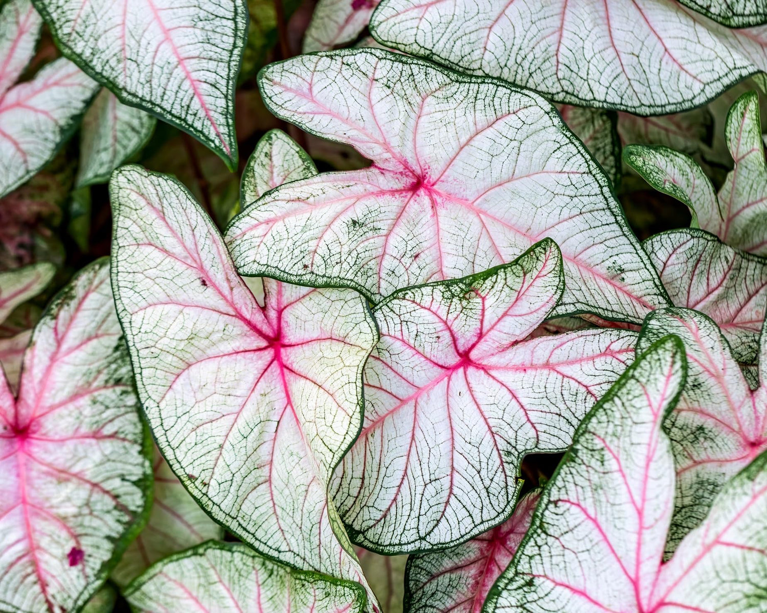 6 White Queen Caladium Bulbs for Planting - Perennial Hosta, Elephant Ears, Fancy (6 Bulbs)
