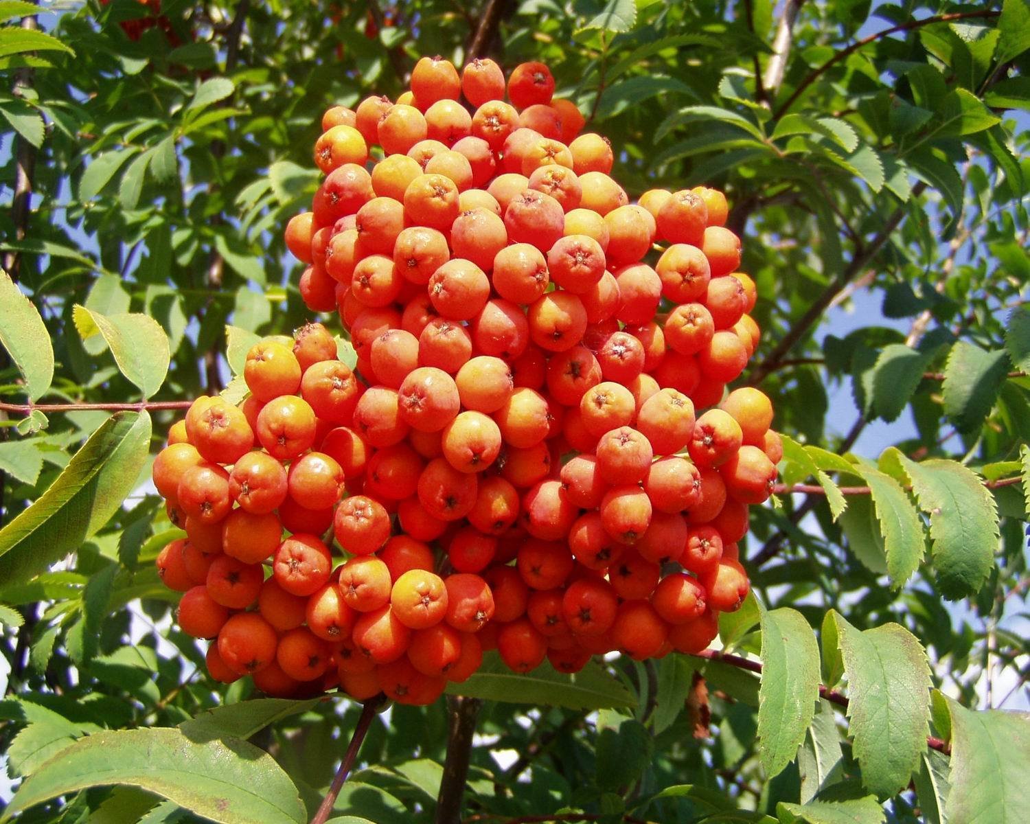 Rowan, (European Mountain Ash), Sorbus aucuparia, Tree Seeds (50 Seeds)