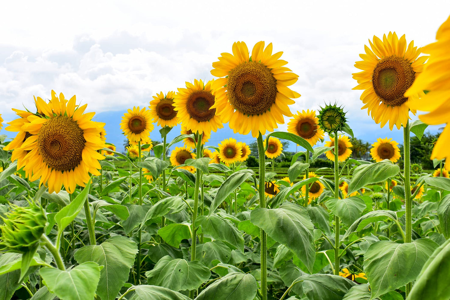 Mammoth Sunflower Seeds for Planting | 100+ Seeds | Grow Amazing Giant Sunflower