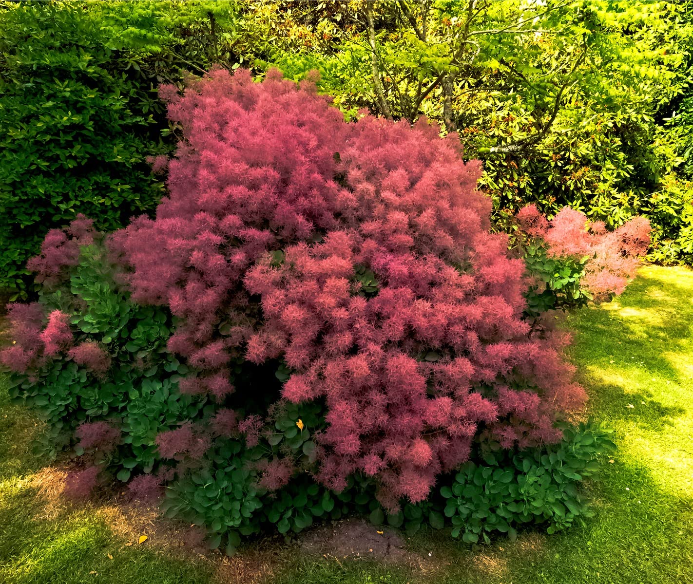 Smoke Tree Bonsai Seeds for Planting - 40 Seeds to Grow of Cotinus coggygria - Exotic Smoke Shaped Pink Flowers