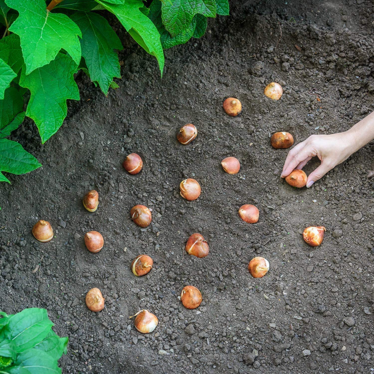 10 Jerusalem Tulip Bulbs for Planting - 10 Bulbs to Grow