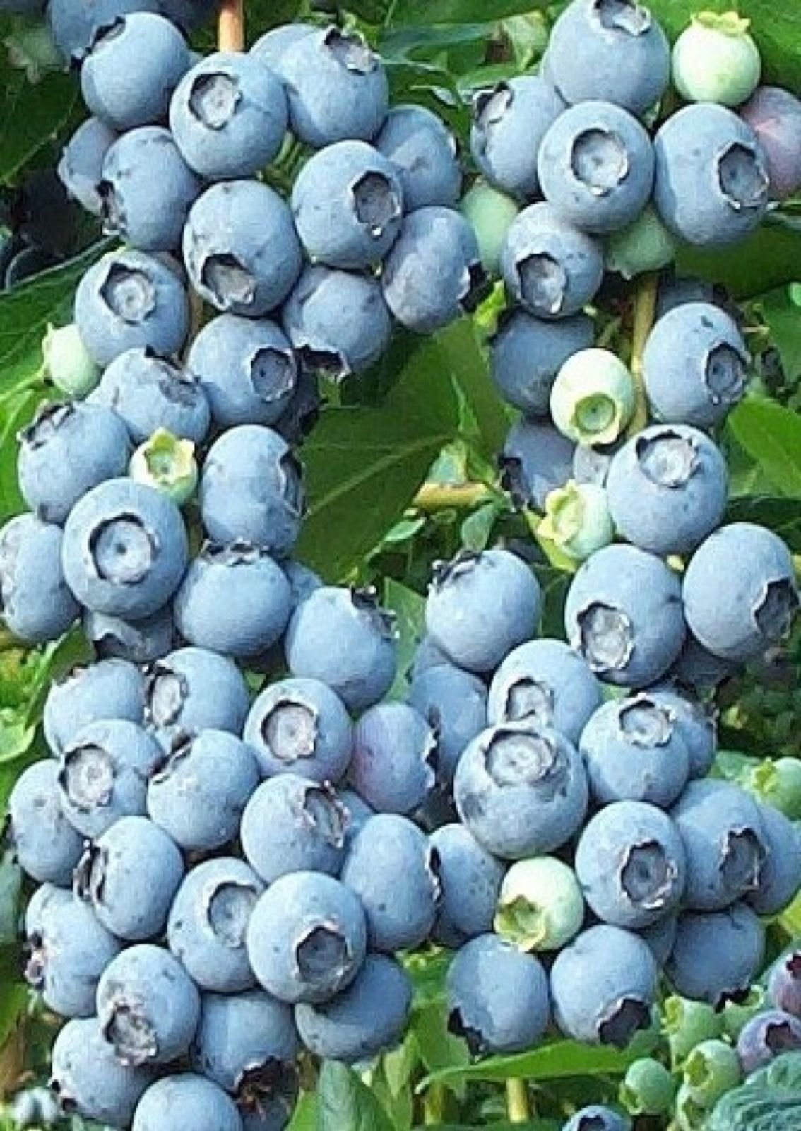 10 Rabbiteye Blueberry Seeds BERRIES PIE