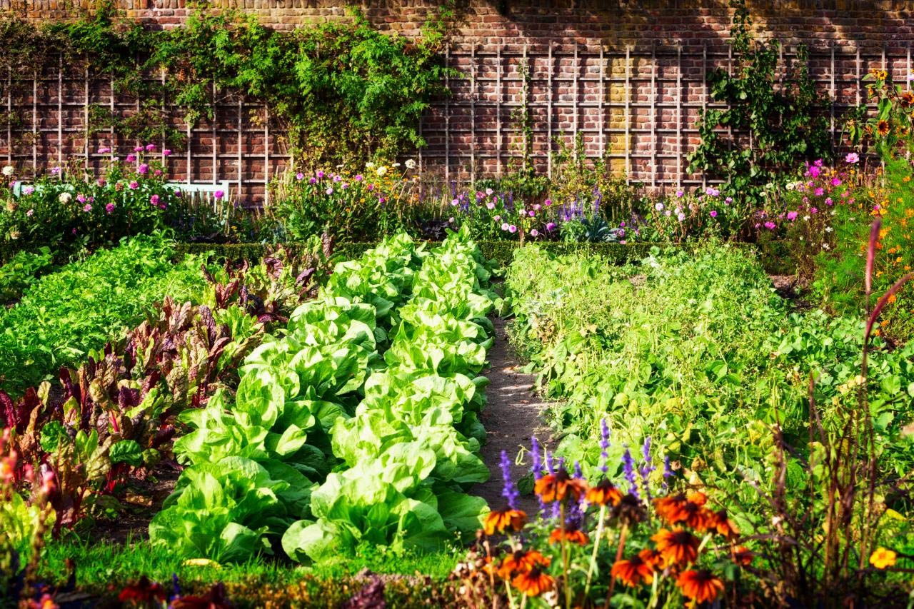 Vegetable Garden Seed Kit 