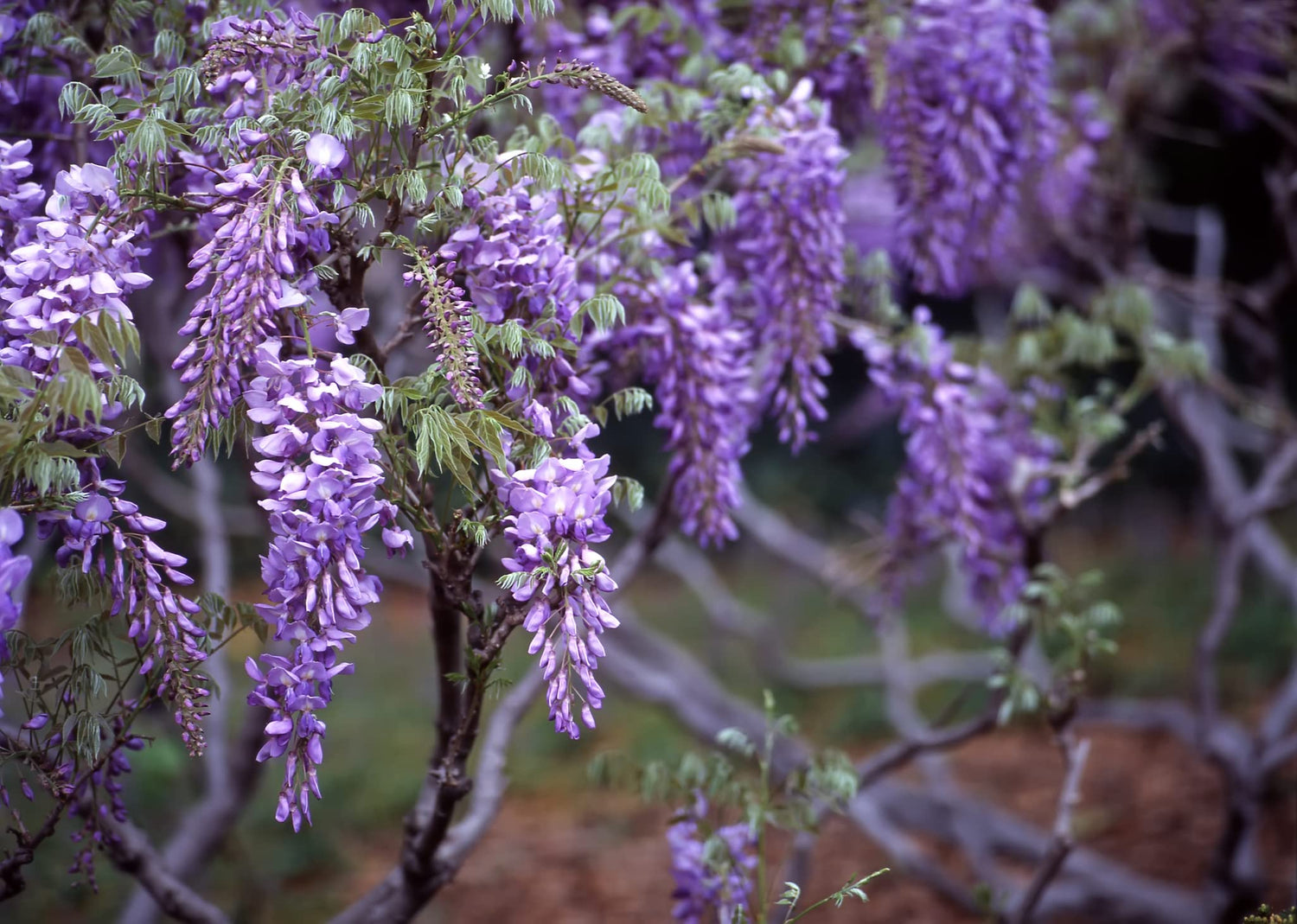 20 Purple Wisteria Seeds for Planting - Stunning Flowering Vine