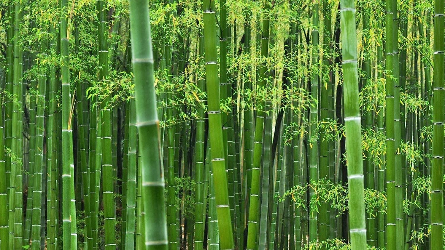Giant Timber Bamboo Seeds for Planting | Exotic and Fast Growing | Landscaping, Privacy, Indoor or Outdoor (Giant Bamboo)