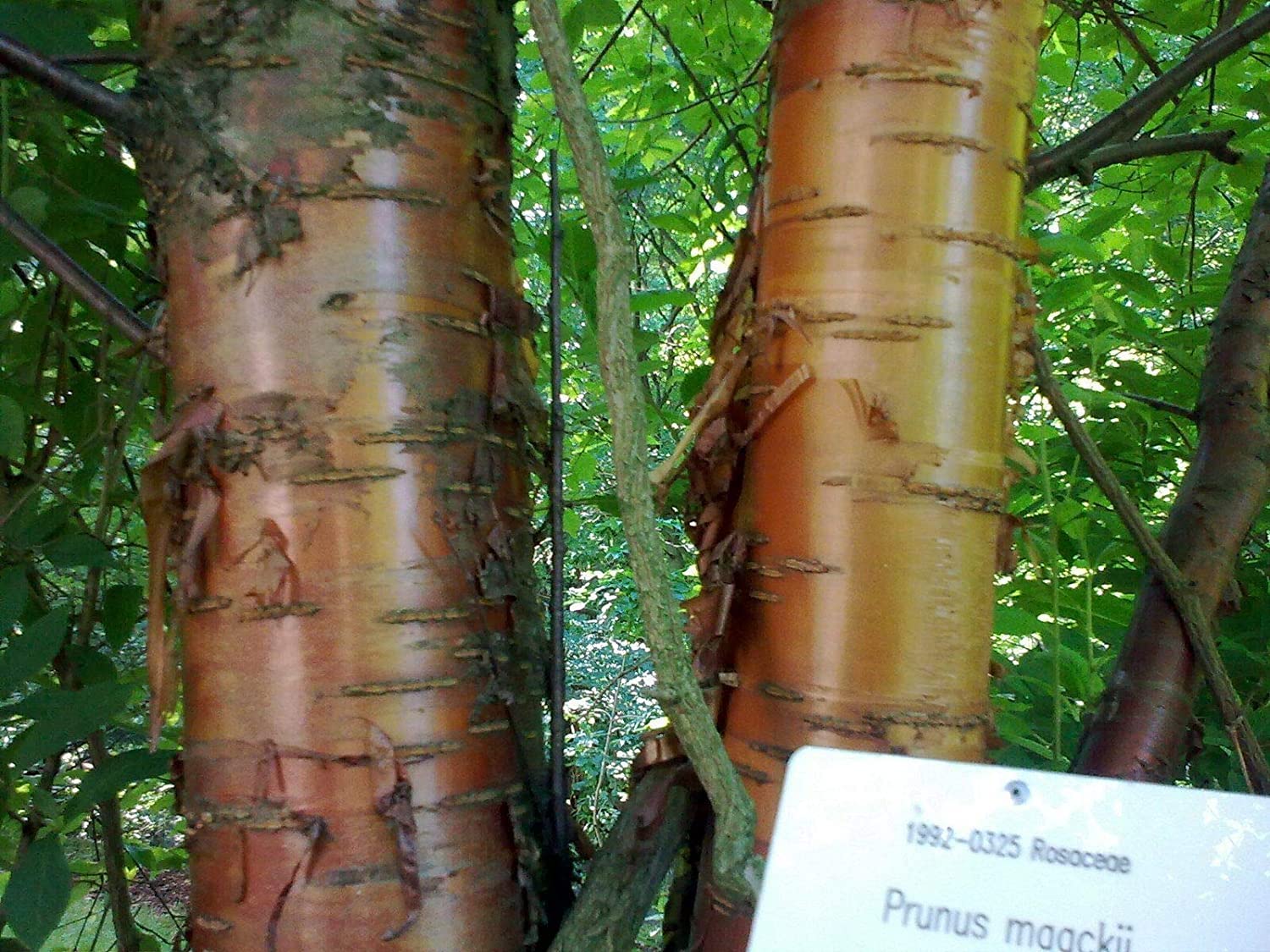 Amur Chokecherry Tree Seeds for Planting - 30 Seeds - Prunus maackii, Prized for it Exotic Looking Bark