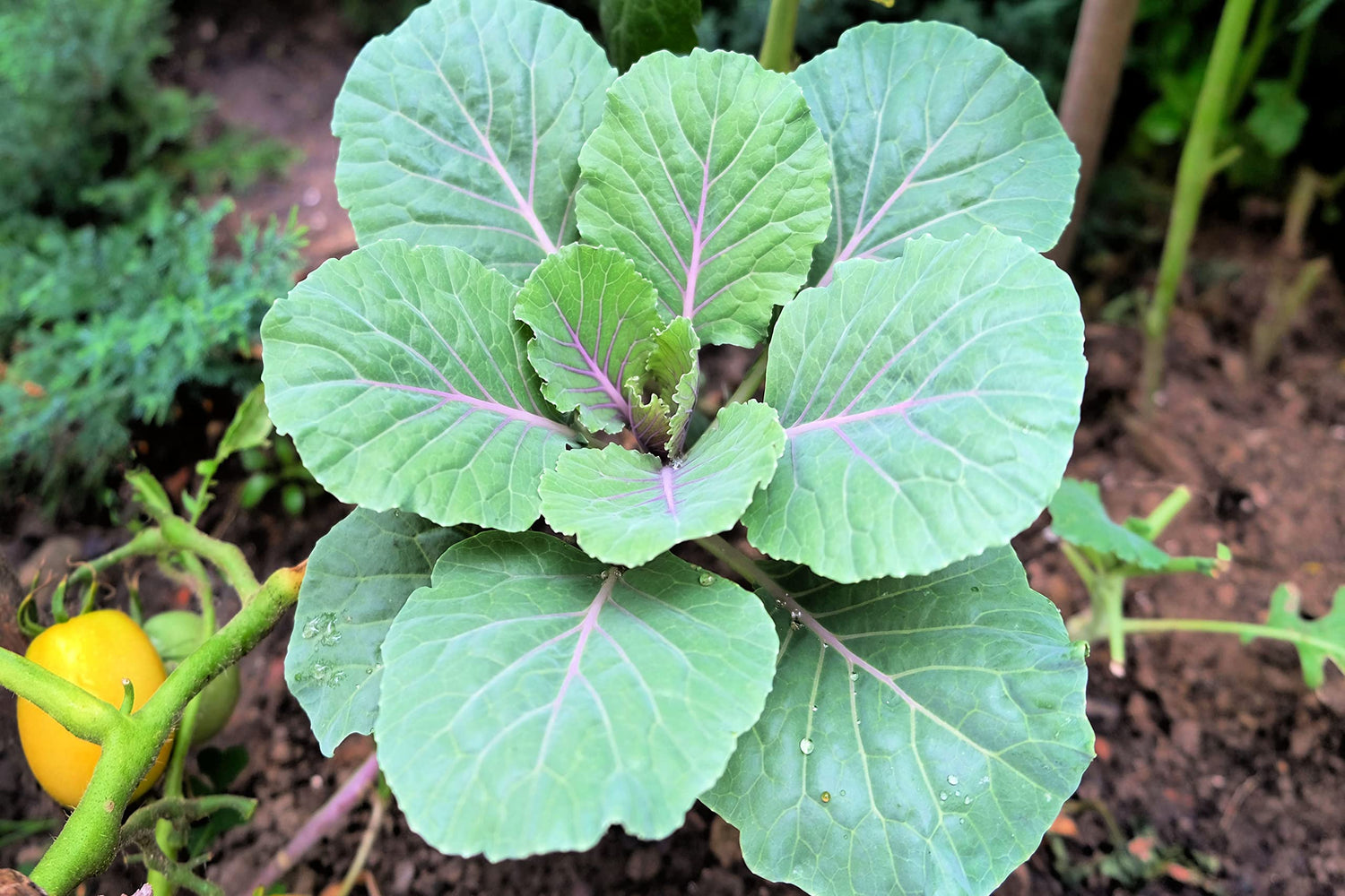 Purple Collard Cutting to Grow - Grow Delicious Collard