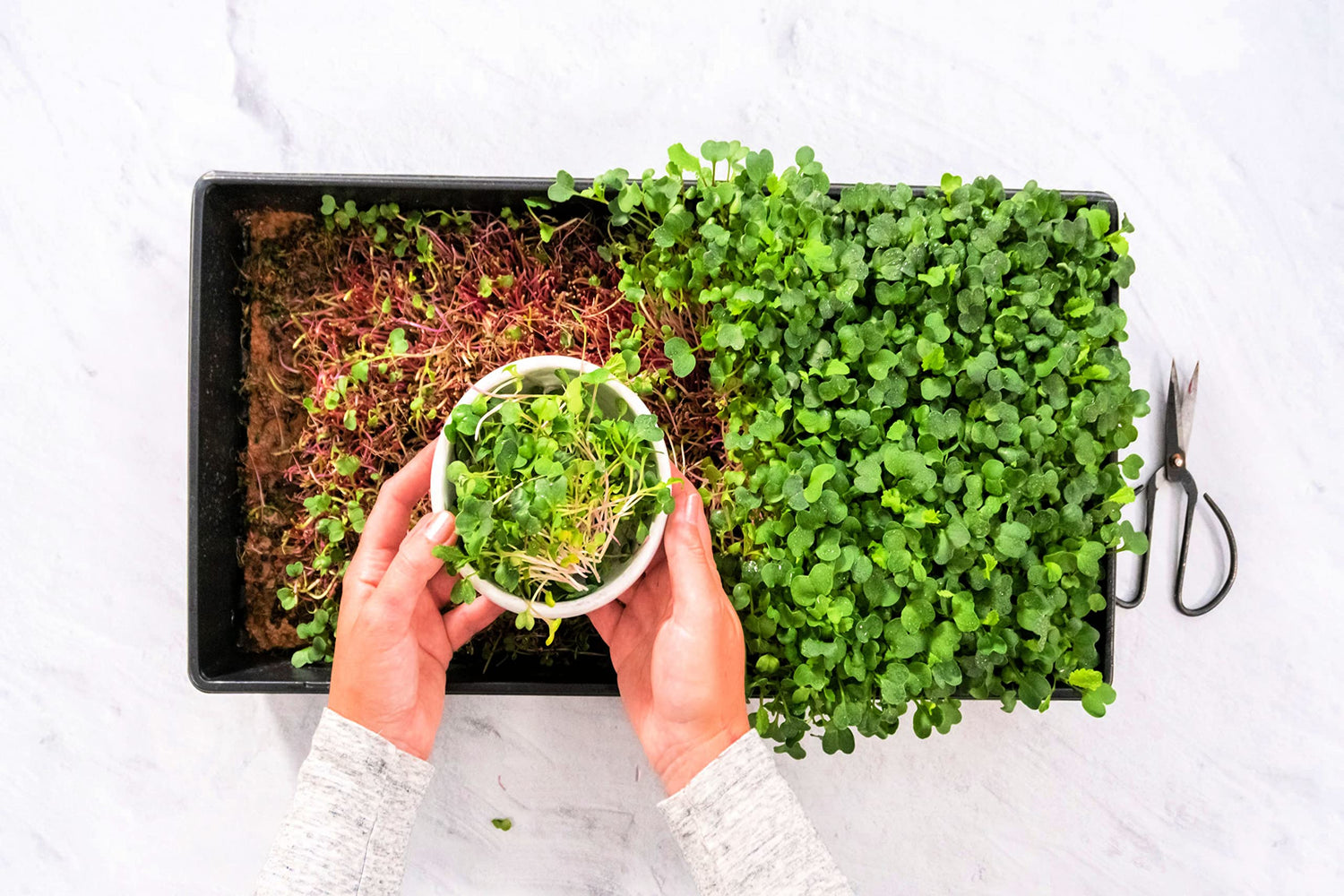 Home Broccoli Microgreens Growing Kit, Grow Fresh Micro Greens Indoors Every Week, Easy Setup, Just Add Water. includes Microgreens Tray, Microgreens Seeds. 100% Guaranteed to Grow.