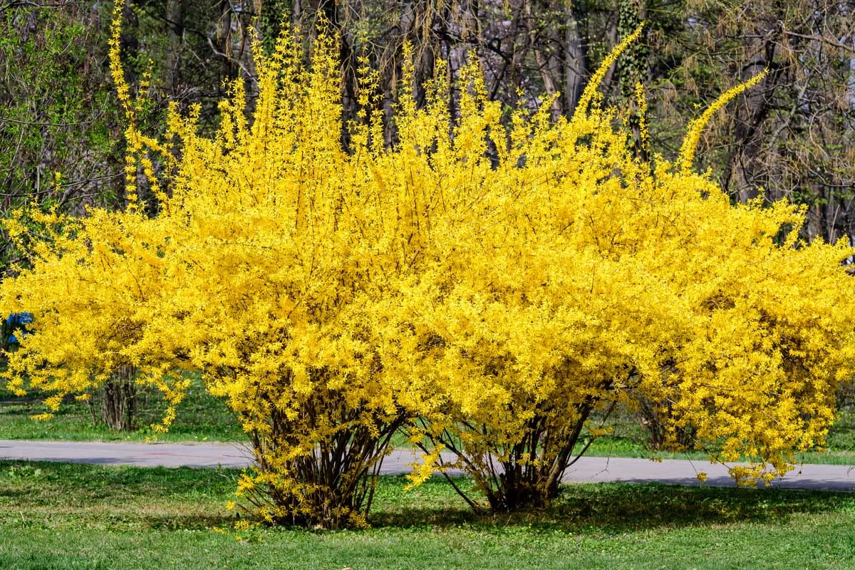 Weeping Forsythia Bush Seeds for Planting (50 Seeds) - Forsythia suspensa - Stunning Yellow Blooms