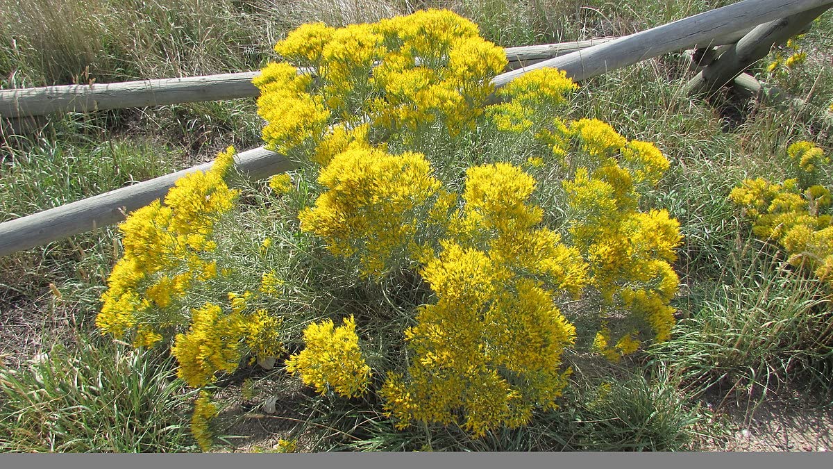 100 Blue Rabbit Bush Seeds for Planting - Hardy Perennial