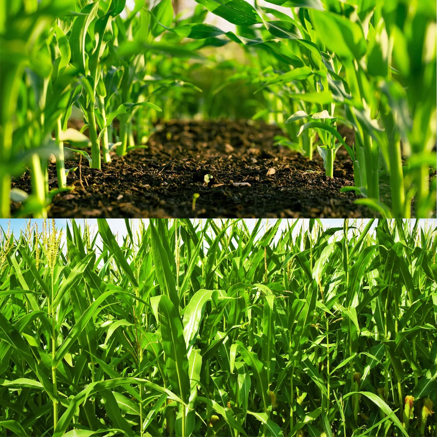 200 pcs "Peaches and Cream" Bi-Color Sweet Corn Seeds, Non GMO & Heirloom Seeds, Peaches & Cream Zea Mays Seeds
