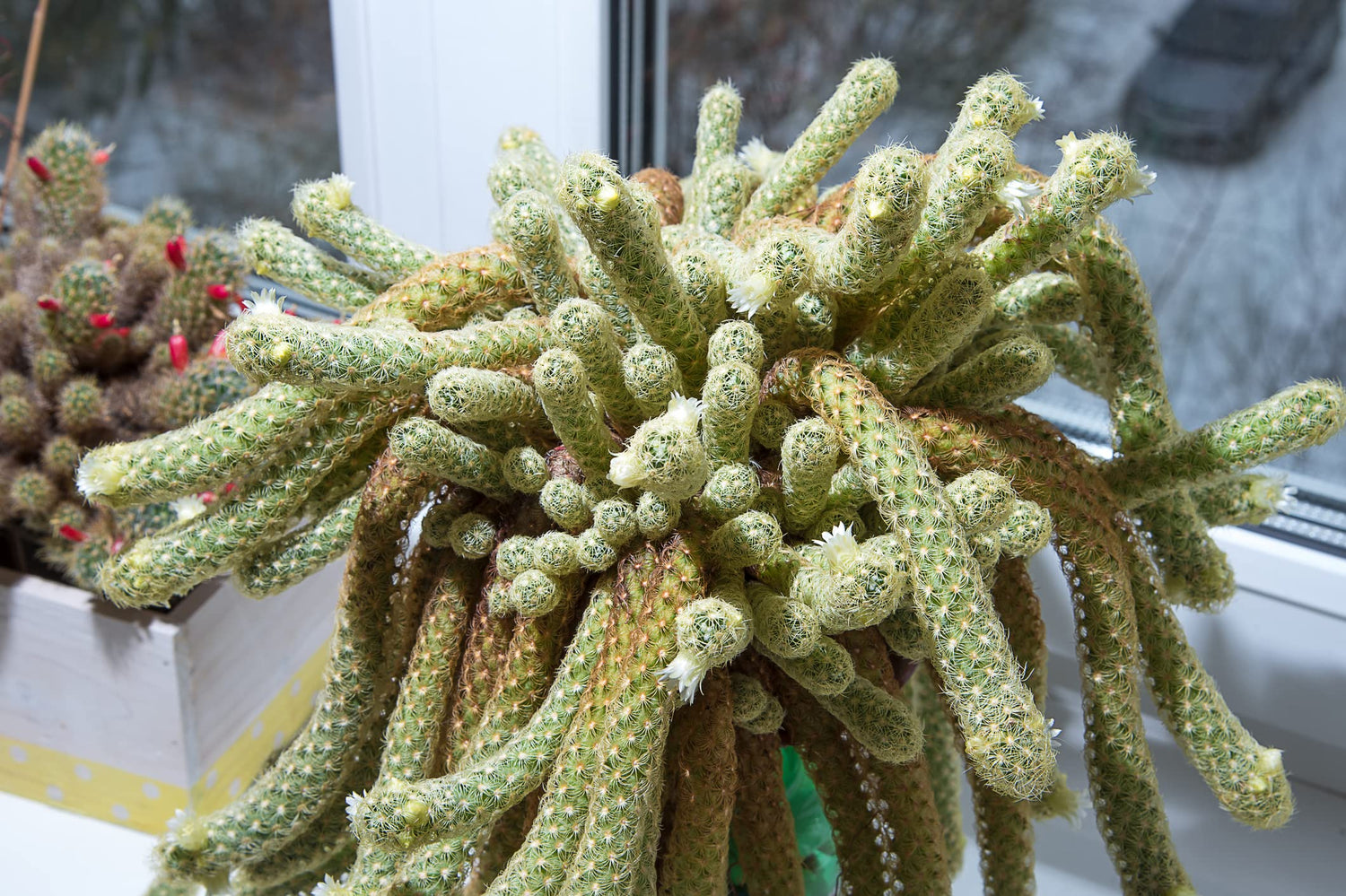 Lady Finger Cactus Seeds - 30 Seeds - Mammillaria elongata - Ships from Iowa, USA - Gold Lace Cactus
