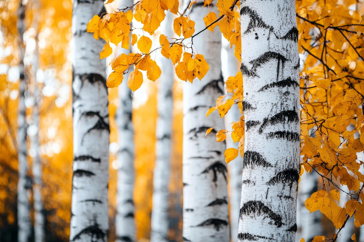 Paper Birch Tree Seedlings for Planting - Betula papyrifera - Stunning White Bark