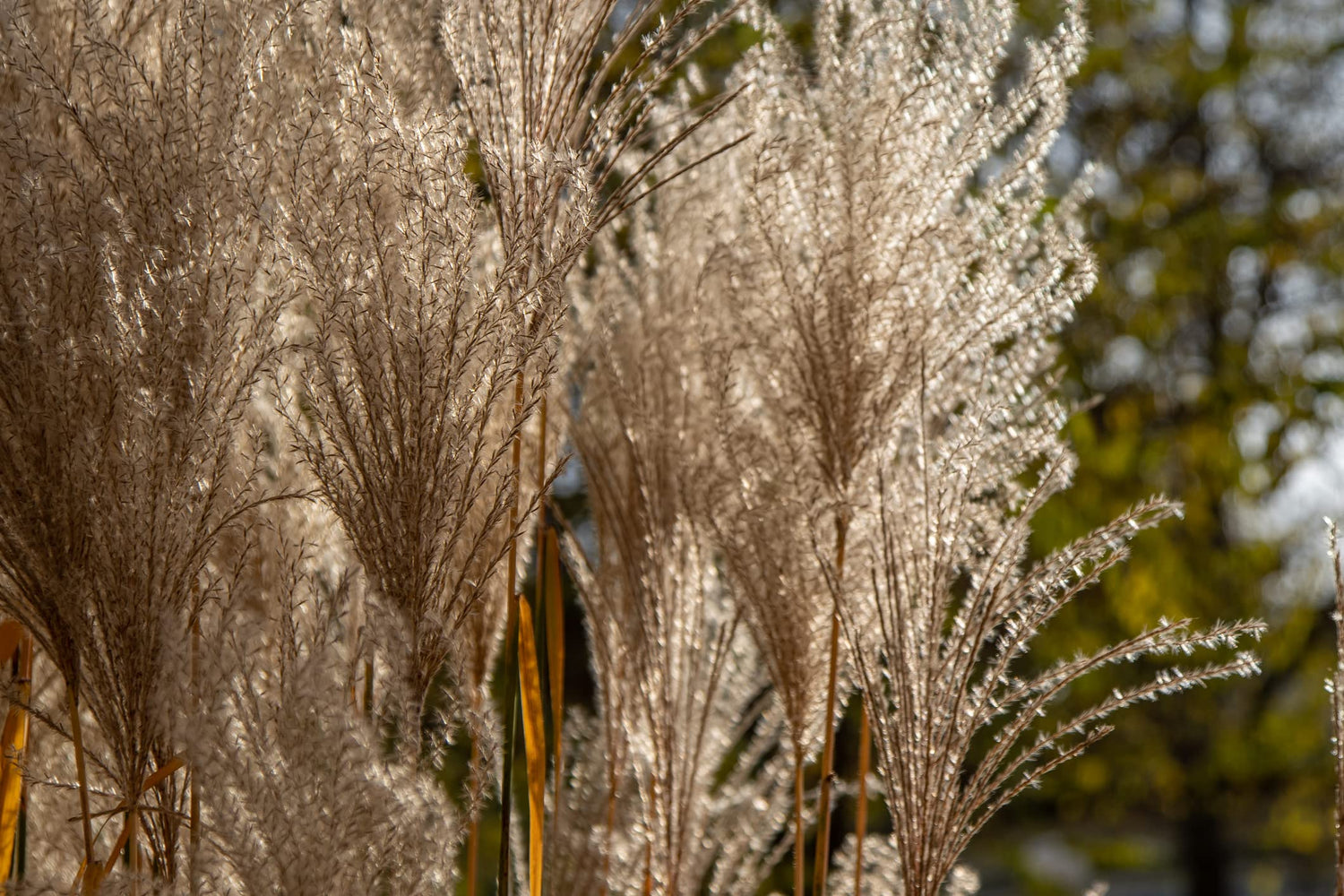 200+ Chinese Silvergrass Seeds for Planting - Ornamental Grass with Stunning Silver Tips