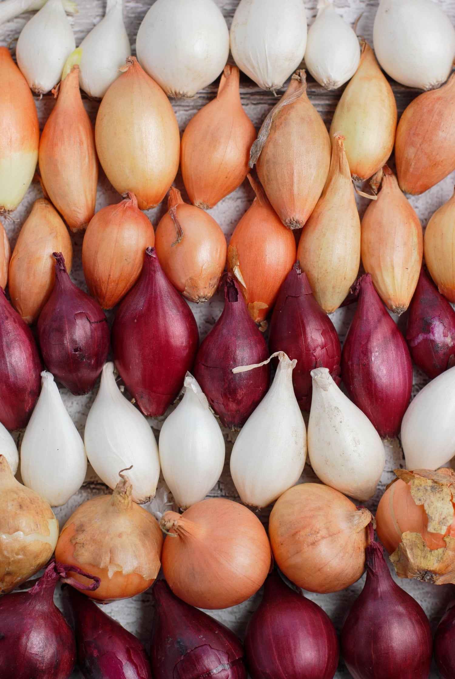 50 Mixed Sweet Onion Sets for Planting - White, Yellow and Red Onions - Easy to Grow