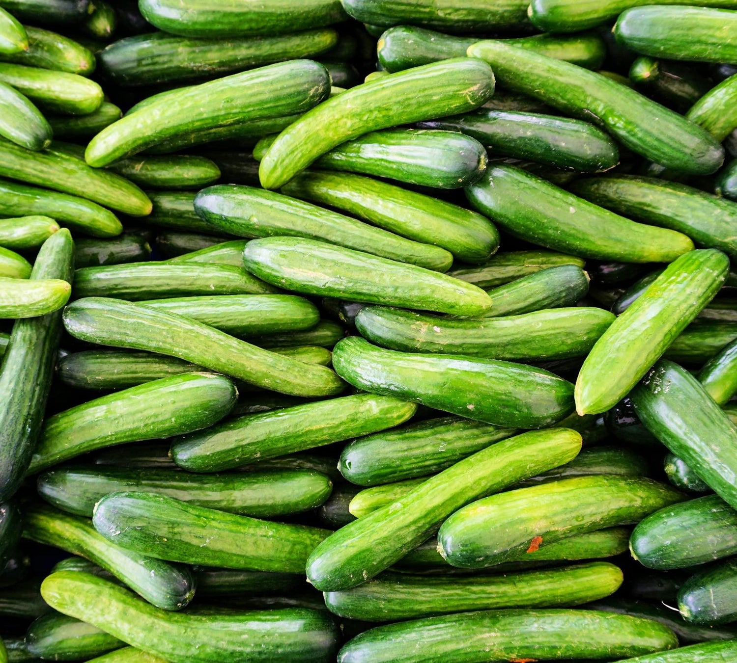 Alpha Cucumber Seeds for Planting (30 Seeds) Persian Beit Alpha (a.k.a. Lebanese) Cucumis sativus, Grown in USA!