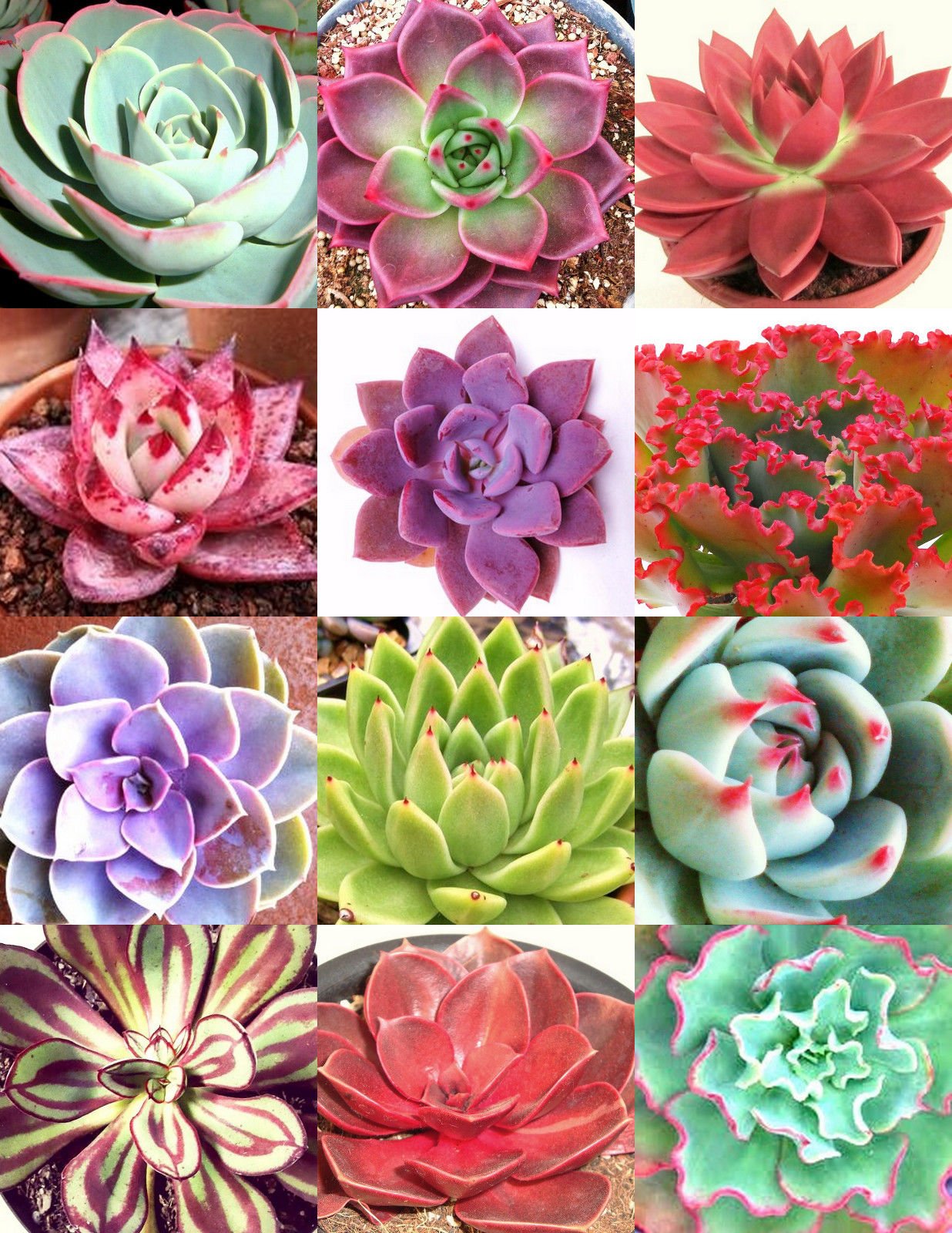 COLOR ECHEVERIA mix, rare exotic succulent HEN & CHICKS seed flowering -20 seeds